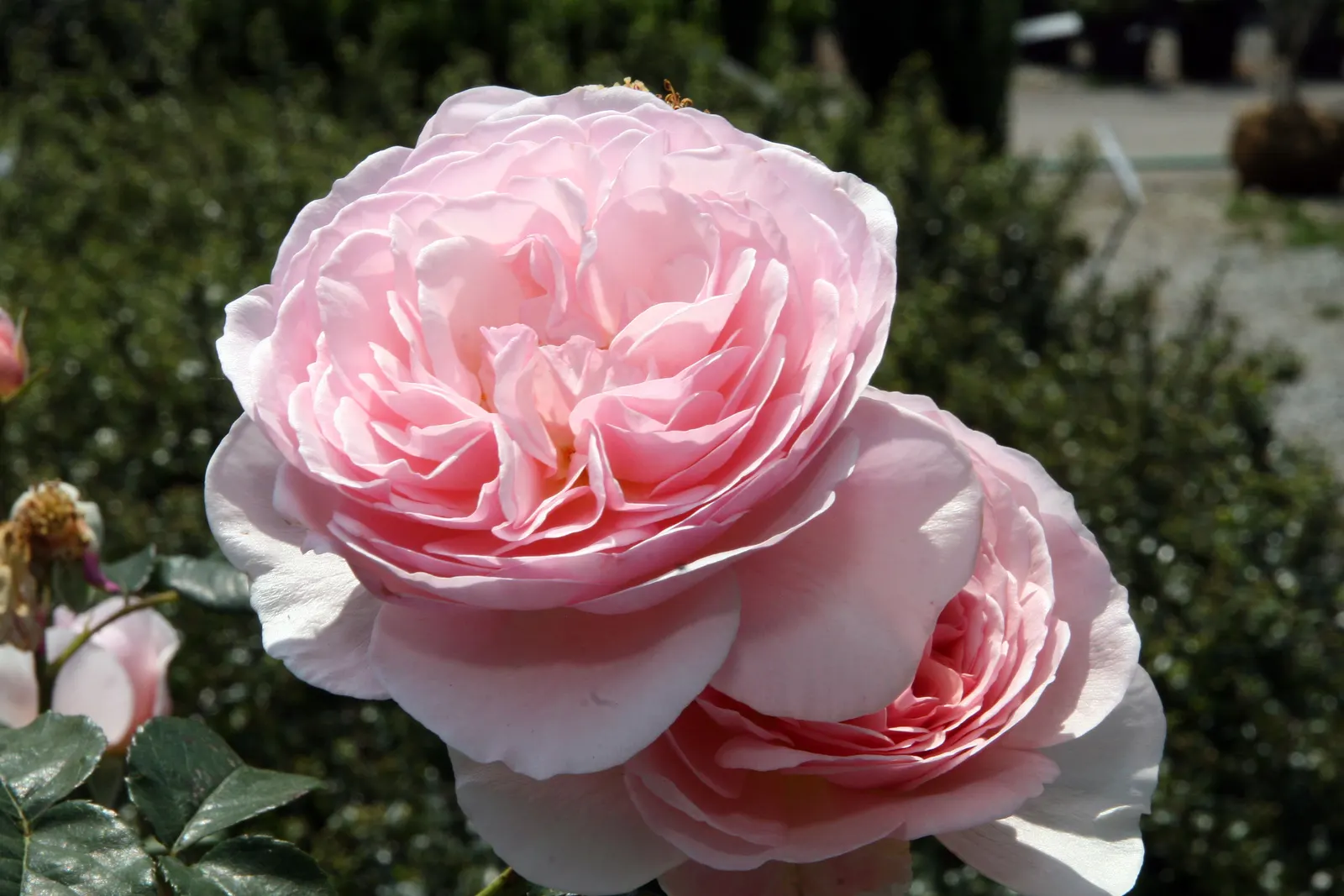 Heritage Rose (Rosa 'Heritage') — This repeat bloomer reaches up to 5 ft in height and 3 ft in width, thriving in USDA zones 5-11; the Rosa 'Heritage' makes