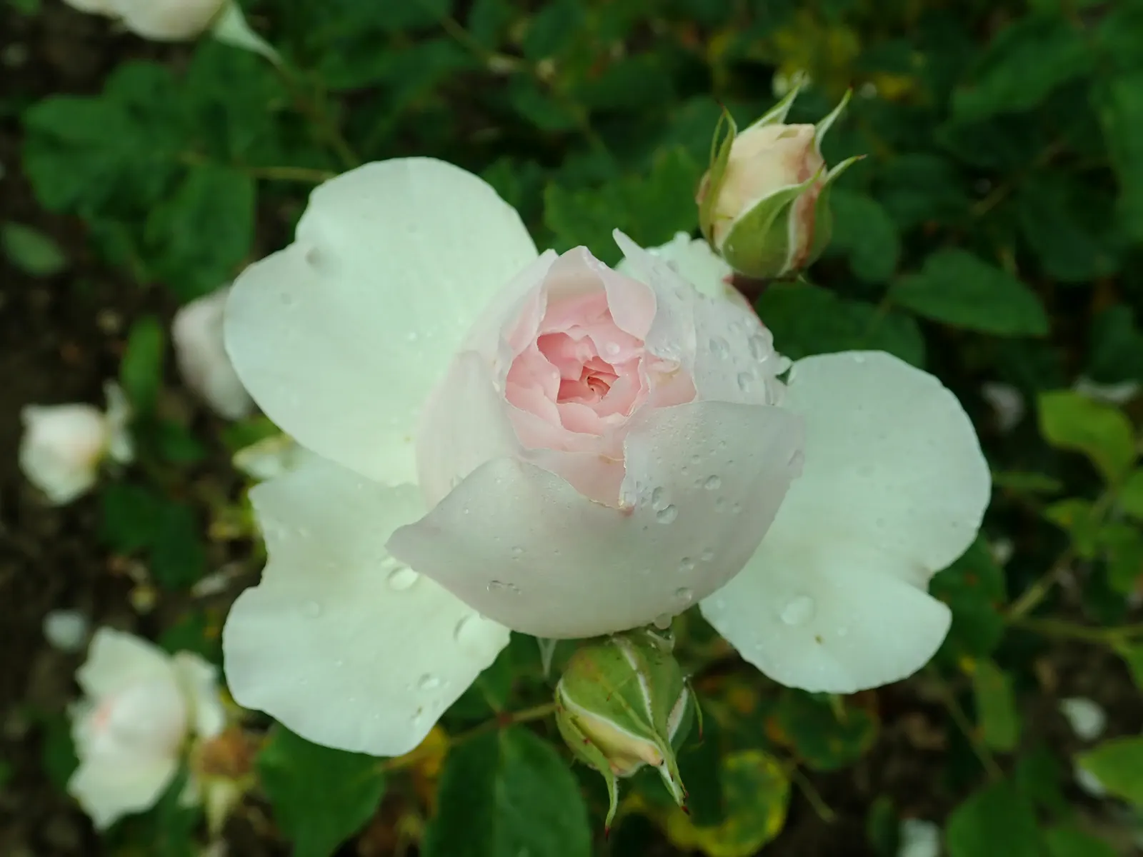 Heritage Rose (Rosa 'Heritage') — or even as a standalone specimen; shrub with pink blooms