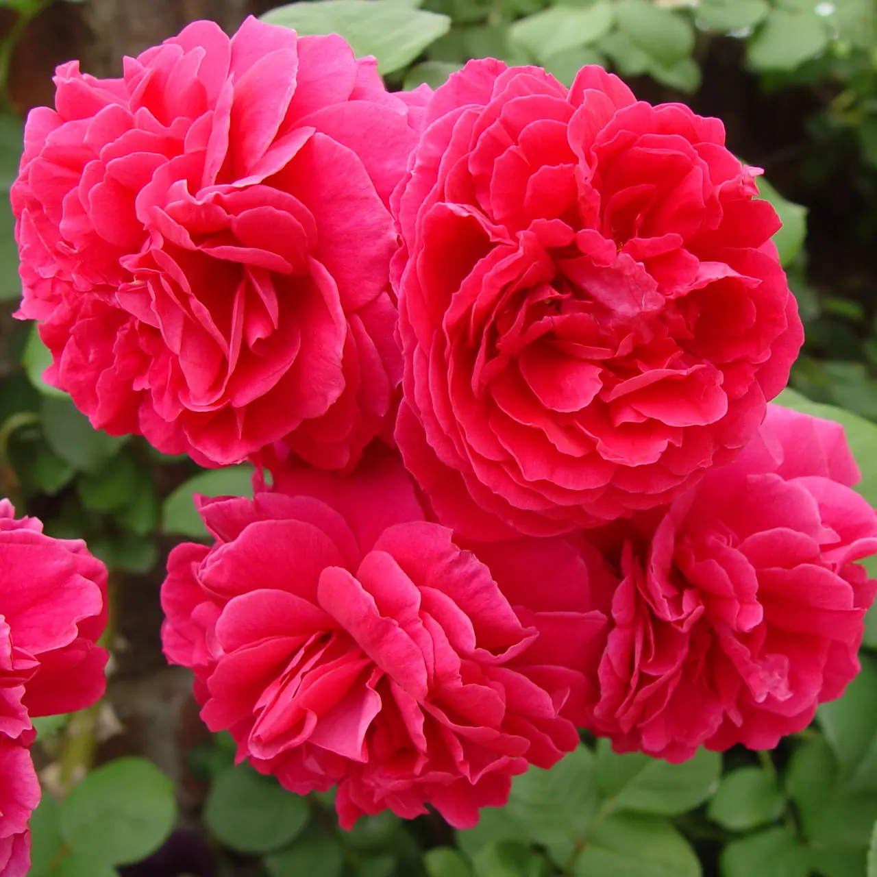 Heritage Rose (Rosa 'Heritage') — The Rosa 'Heritage' is a classic English Shrub Rose that offers an exquisite blend of beauty and hardiness; shrub for full