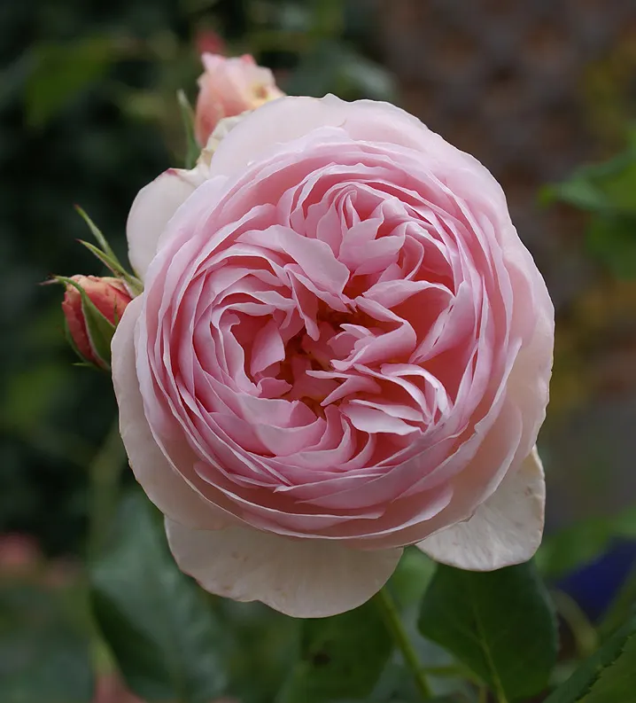 Heritage Rose (Rosa 'Heritage') — the Rosa 'Heritage' makes garden care more manageable for your client