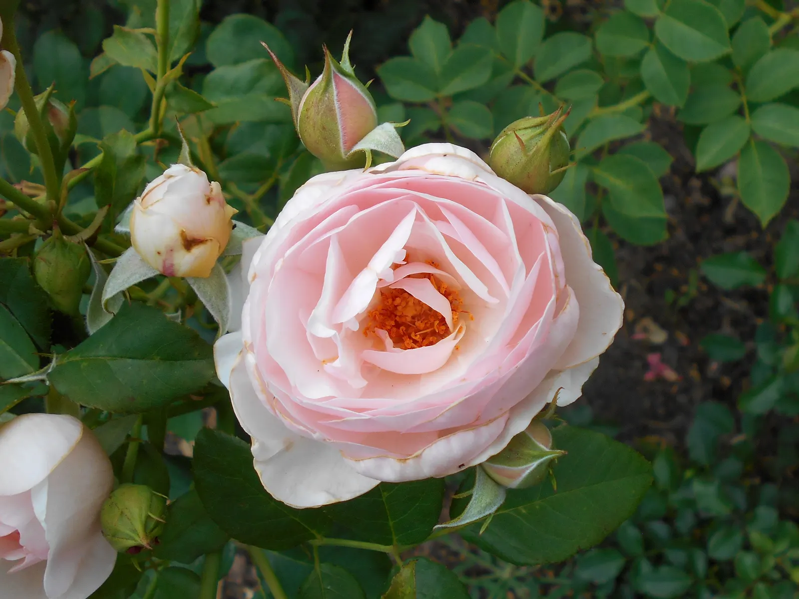 Heritage Rose (Rosa 'Heritage') — This repeat bloomer reaches up to 5 ft in height and 3 ft in width, thriving in USDA zones 5-11