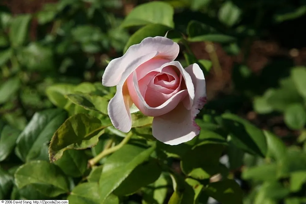 Heritage Rose (Rosa 'Heritage') — Rosa 'Heritage' is a revered David Austin English rose