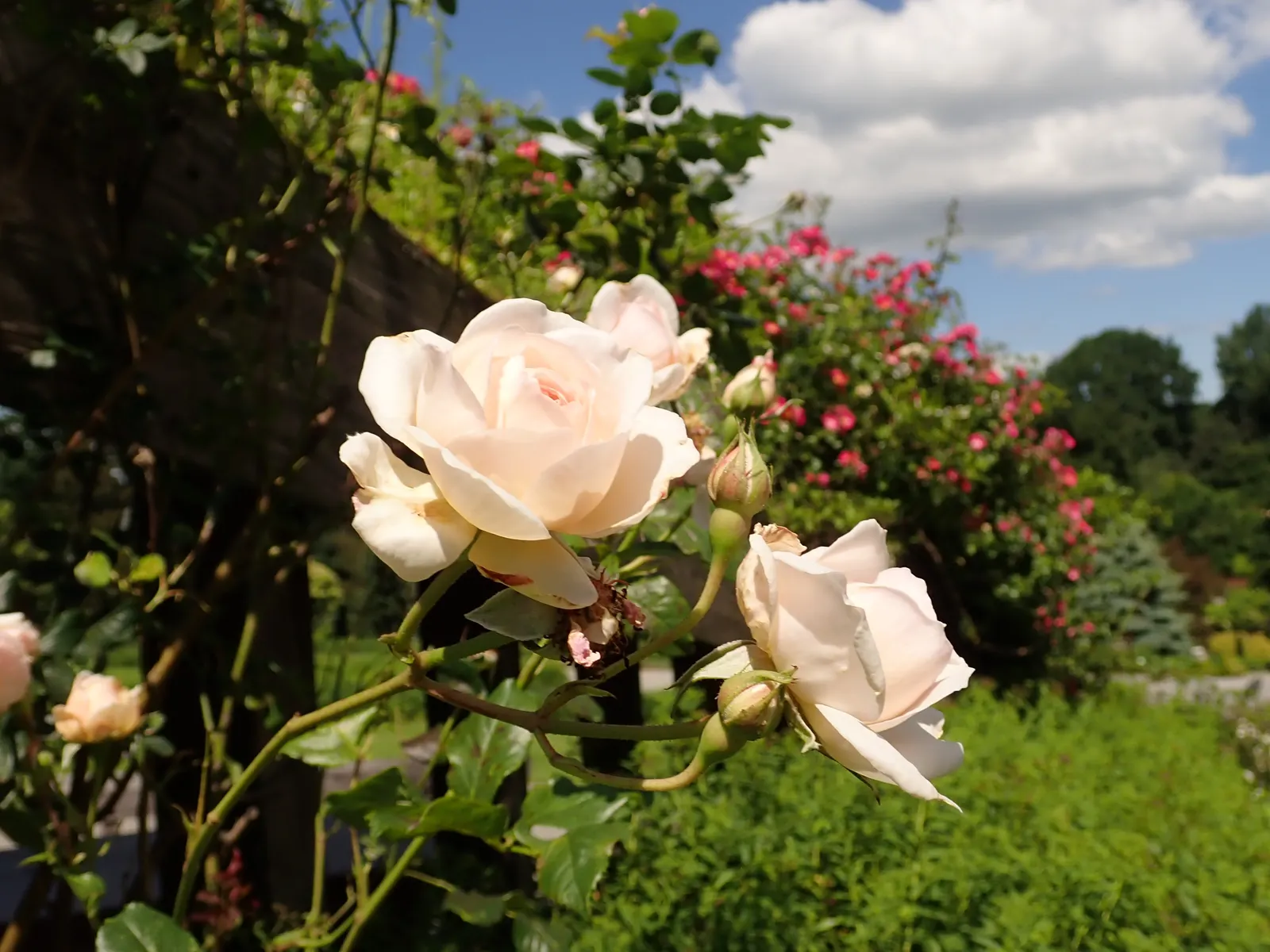 Heritage Rose (Rosa 'Heritage') — It prefers full sun to partial shade and well-drained soil; cupped blooms with a rich