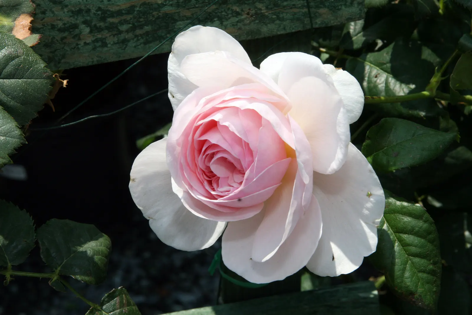 Heritage Rose (Rosa 'Heritage') — Ideal for borders and beds; shell-pink petals which blossom into cup-shaped flowers