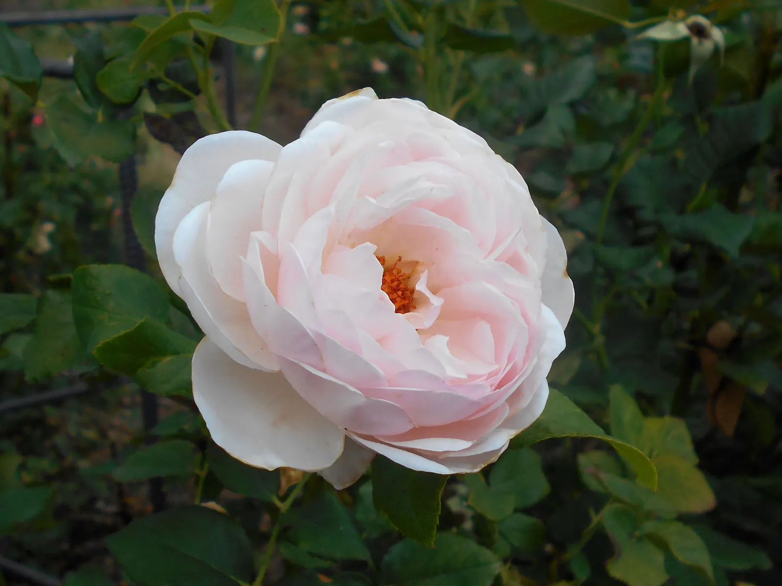Heritage Rose (Rosa 'Heritage') — shell-pink petals which blossom into cup-shaped flowers