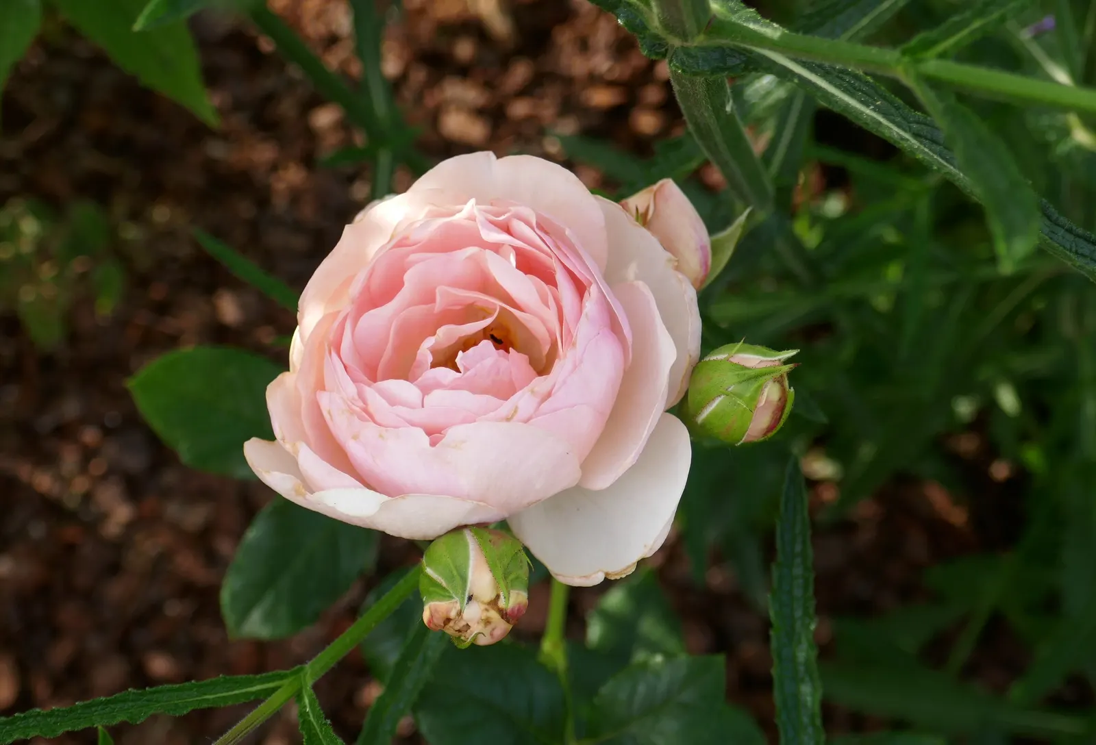 Heritage Rose (Rosa 'Heritage') — Ideal for borders and beds