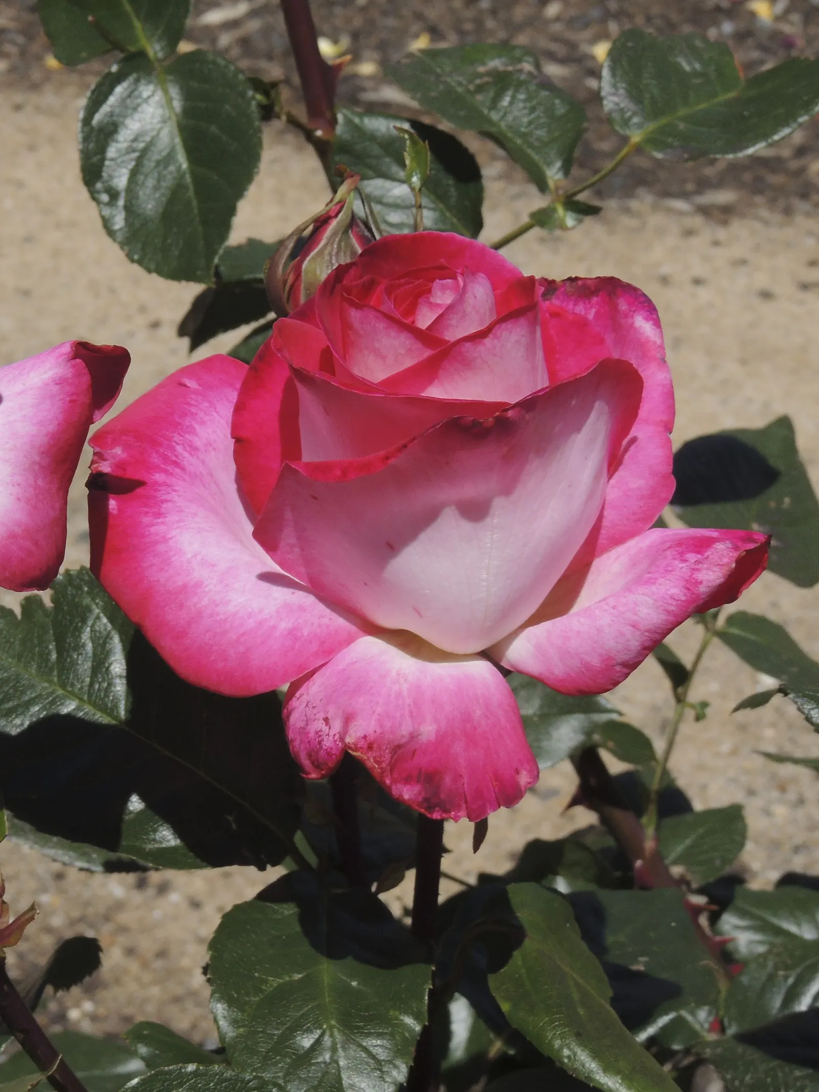 Heritage Rose (Rosa 'Heritage') — making it an ideal choice for accentuating both formal and informal gardens