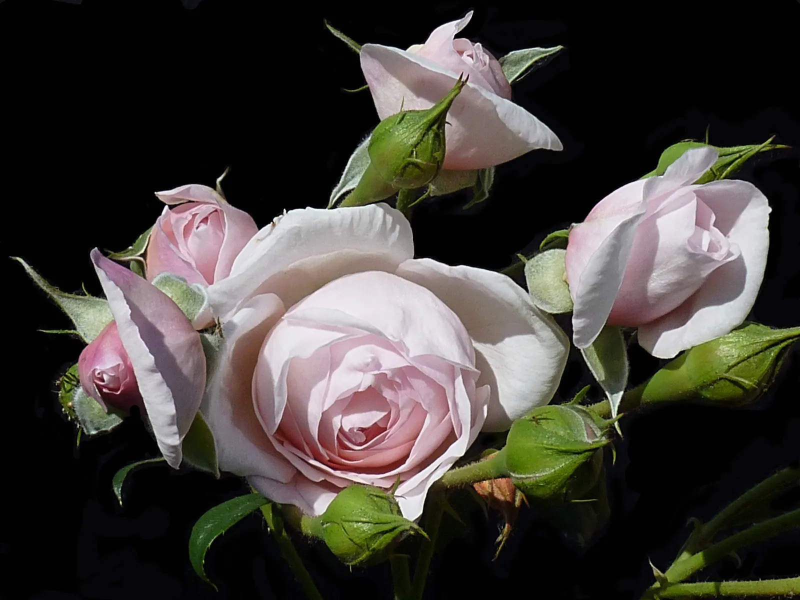 Heritage Rose (Rosa 'Heritage') — the 'Heritage' Rose exudes a delicate almond fragrance with hints of honey and cucumber; pink flowers in the, image 56