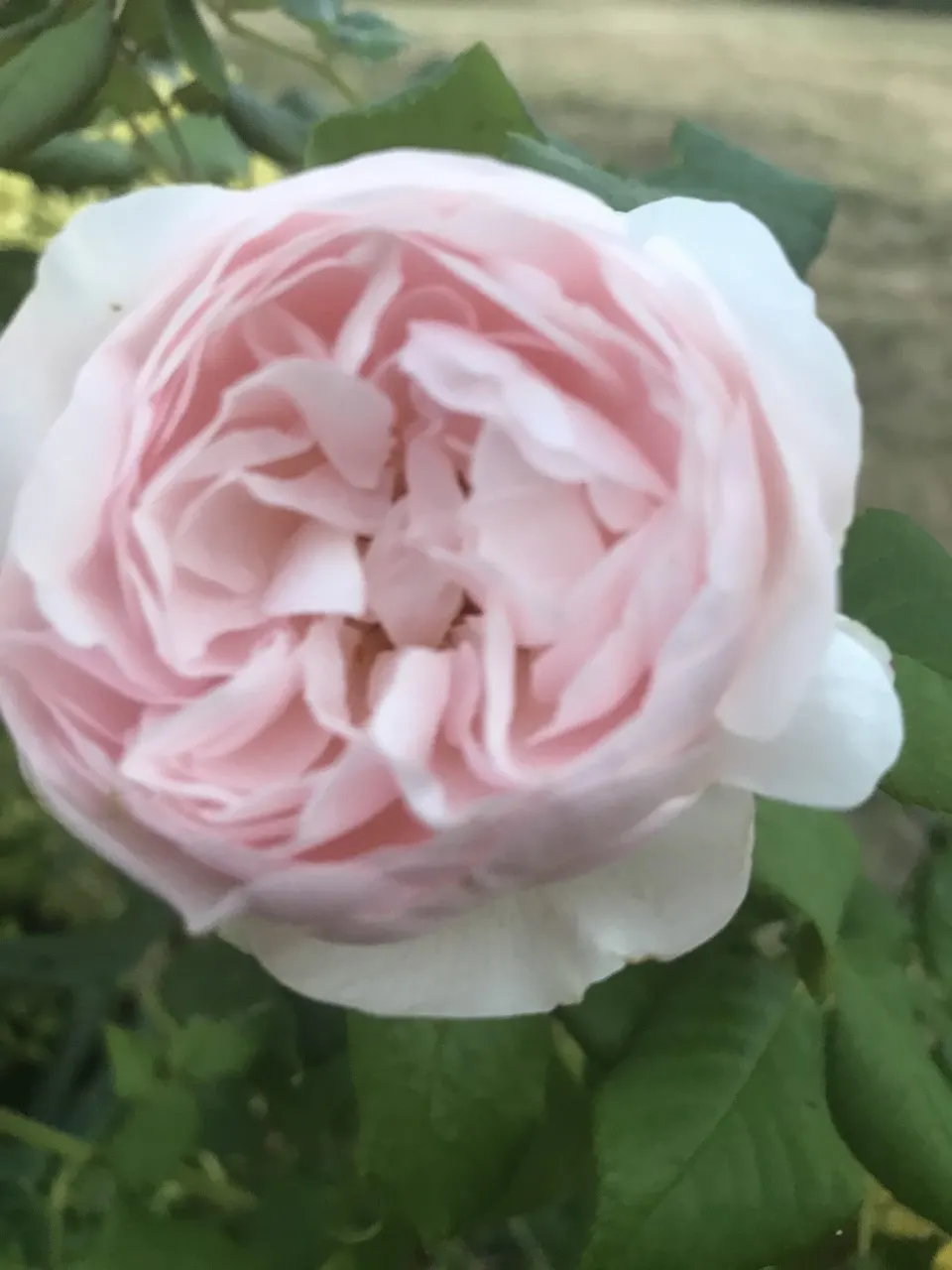 Heritage Rose (Rosa 'Heritage') — incorporate organic matter into the planting hole and ensure consistent moisture
