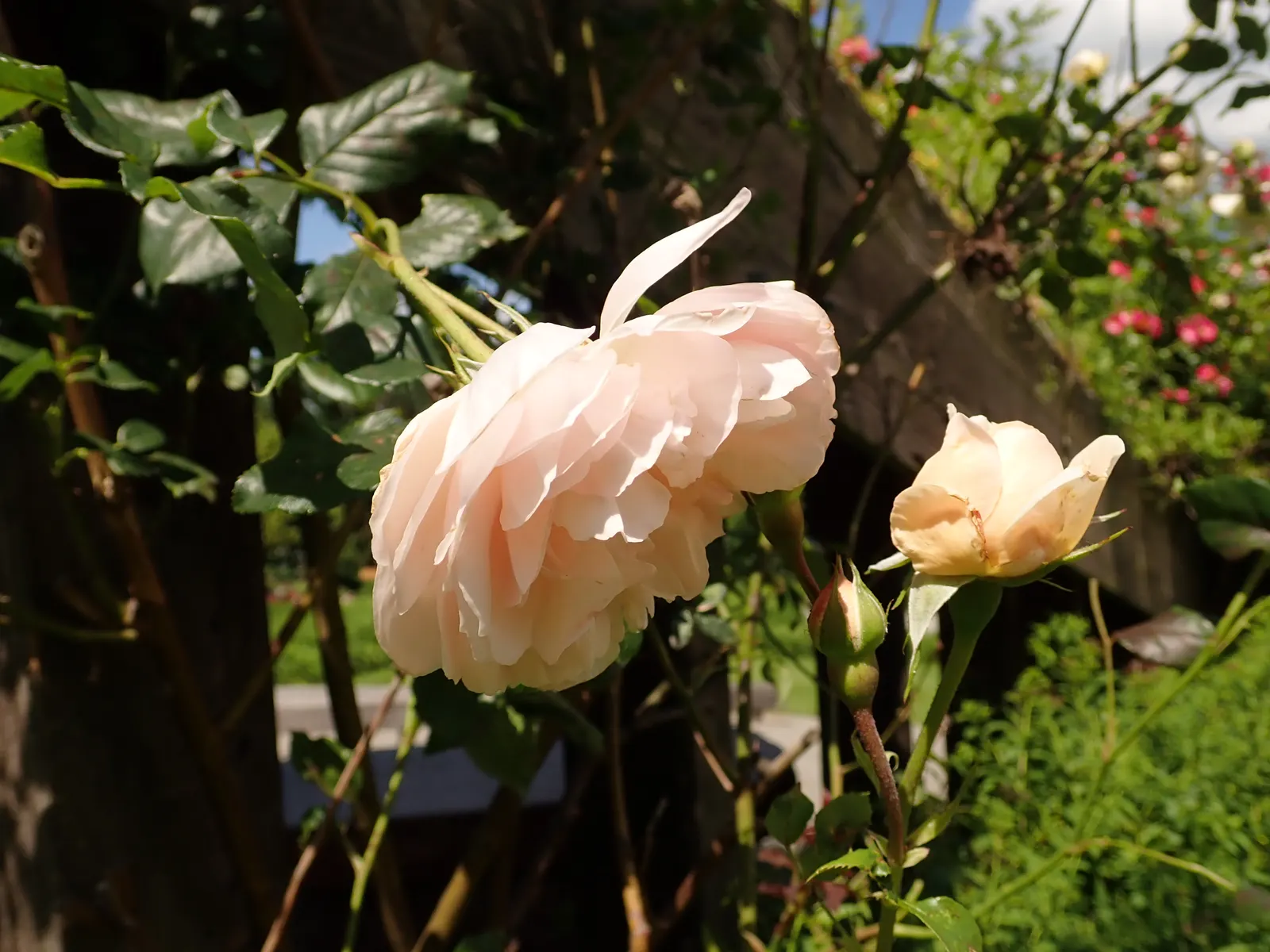 Heritage Rose (Rosa 'Heritage') — blue-green foliage that offers a vivid backdrop to its romantic blooms, image 35