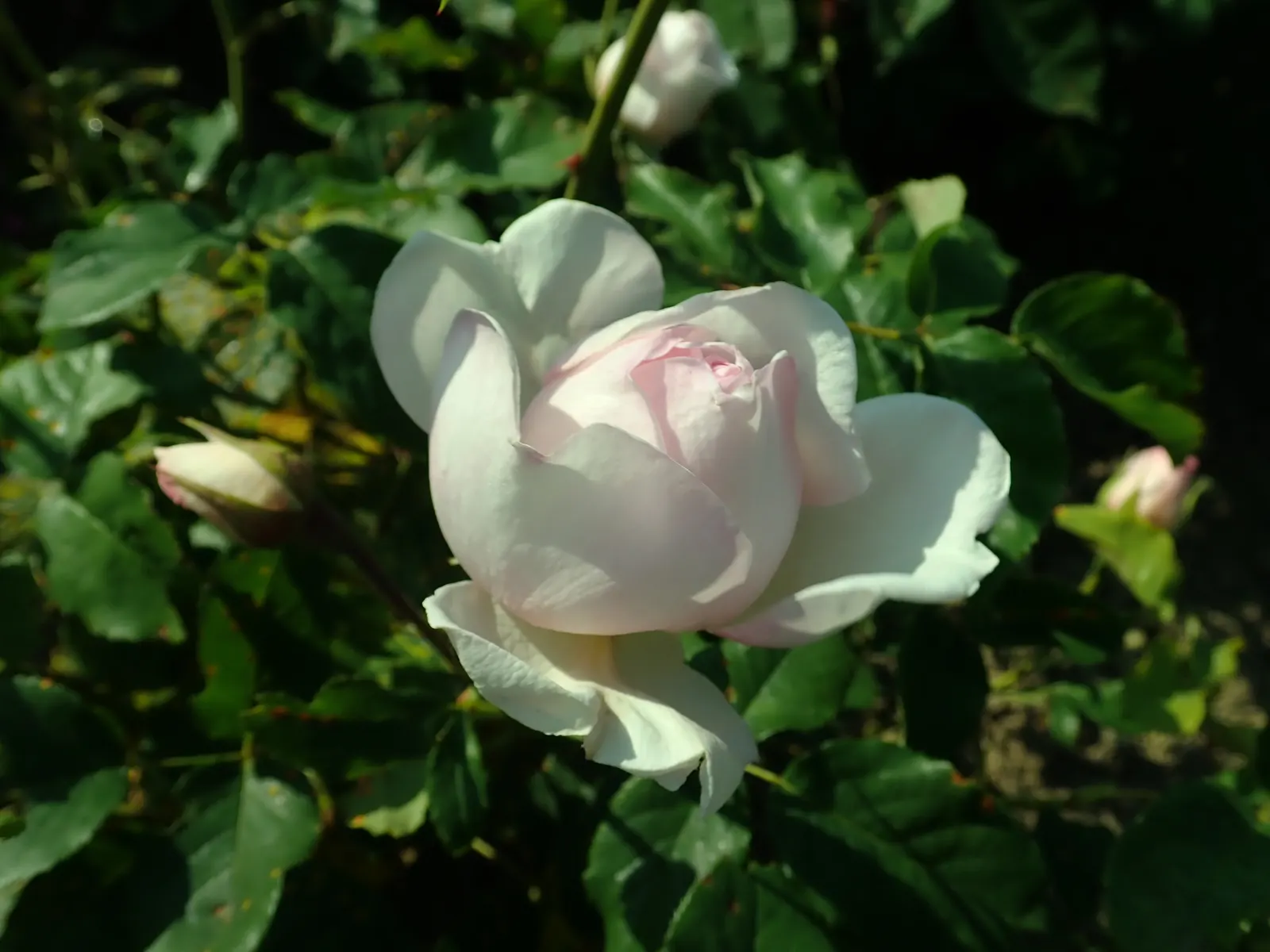 Heritage Rose (Rosa 'Heritage') — Ideal for borders and beds; shell-pink petals which blossom into cup-shaped flowers, image 51