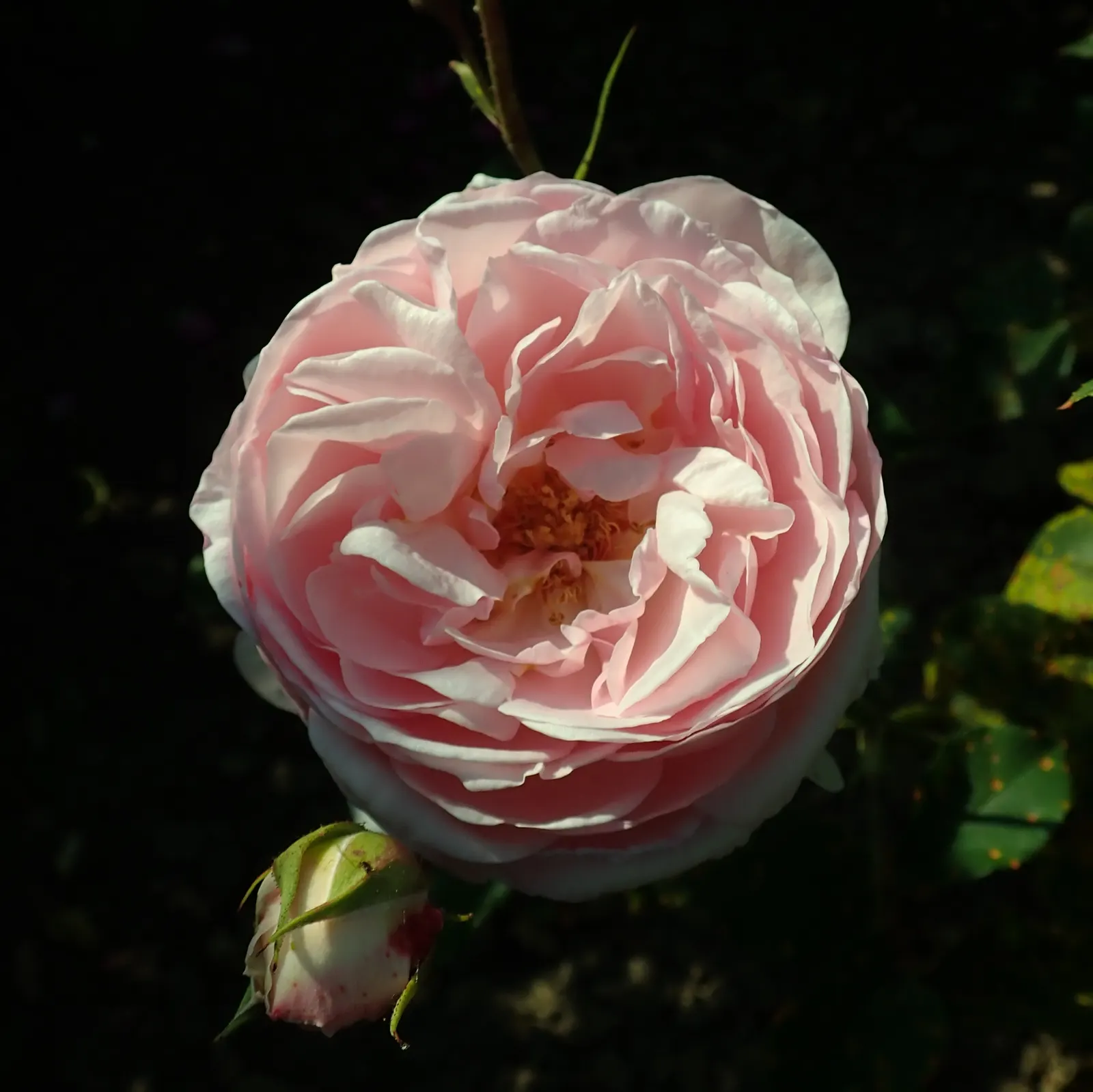 Heritage Rose (Rosa 'Heritage') — incorporate organic matter into the planting hole and ensure consistent moisture; especially during the first growing season