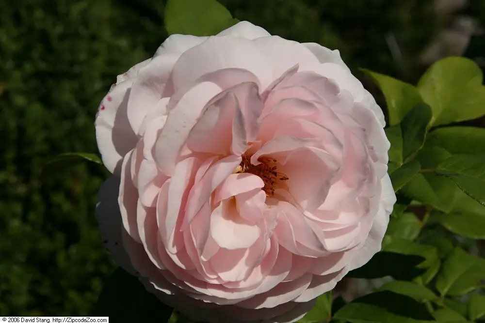 Heritage Rose (Rosa 'Heritage') — cupped blooms with a rich; this deciduous shrub displays a bushy