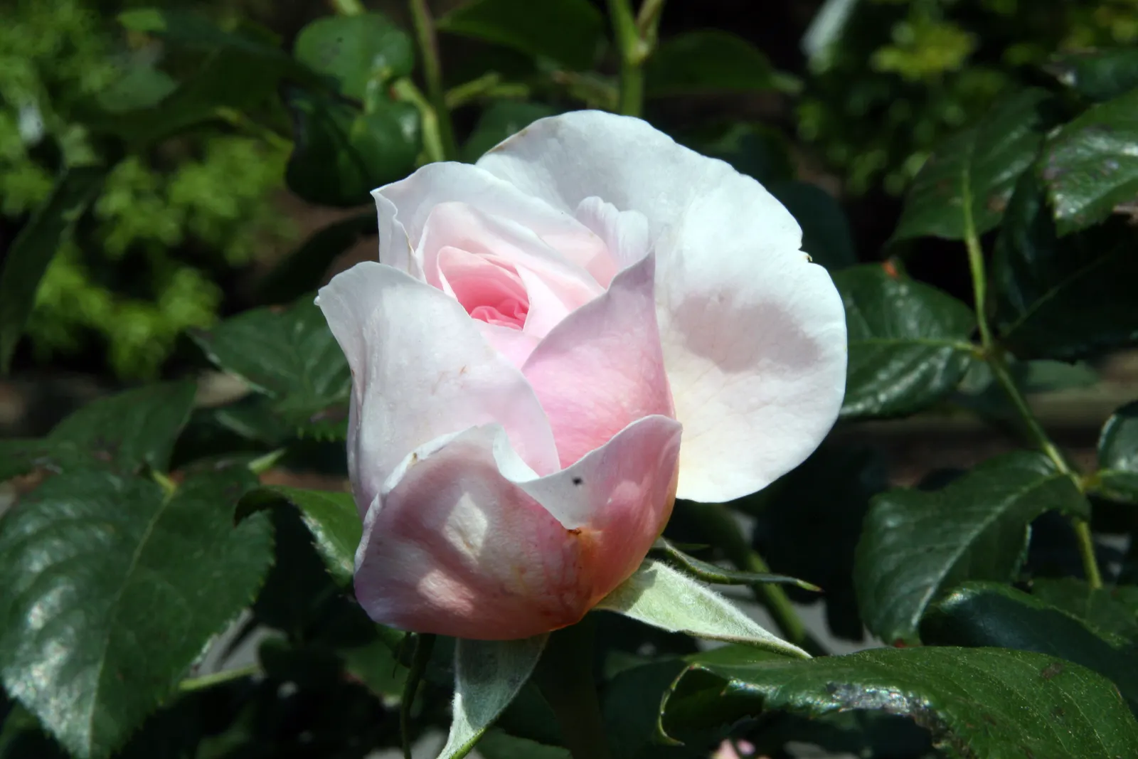 Heritage Rose (Rosa 'Heritage') — or even as a standalone specimen