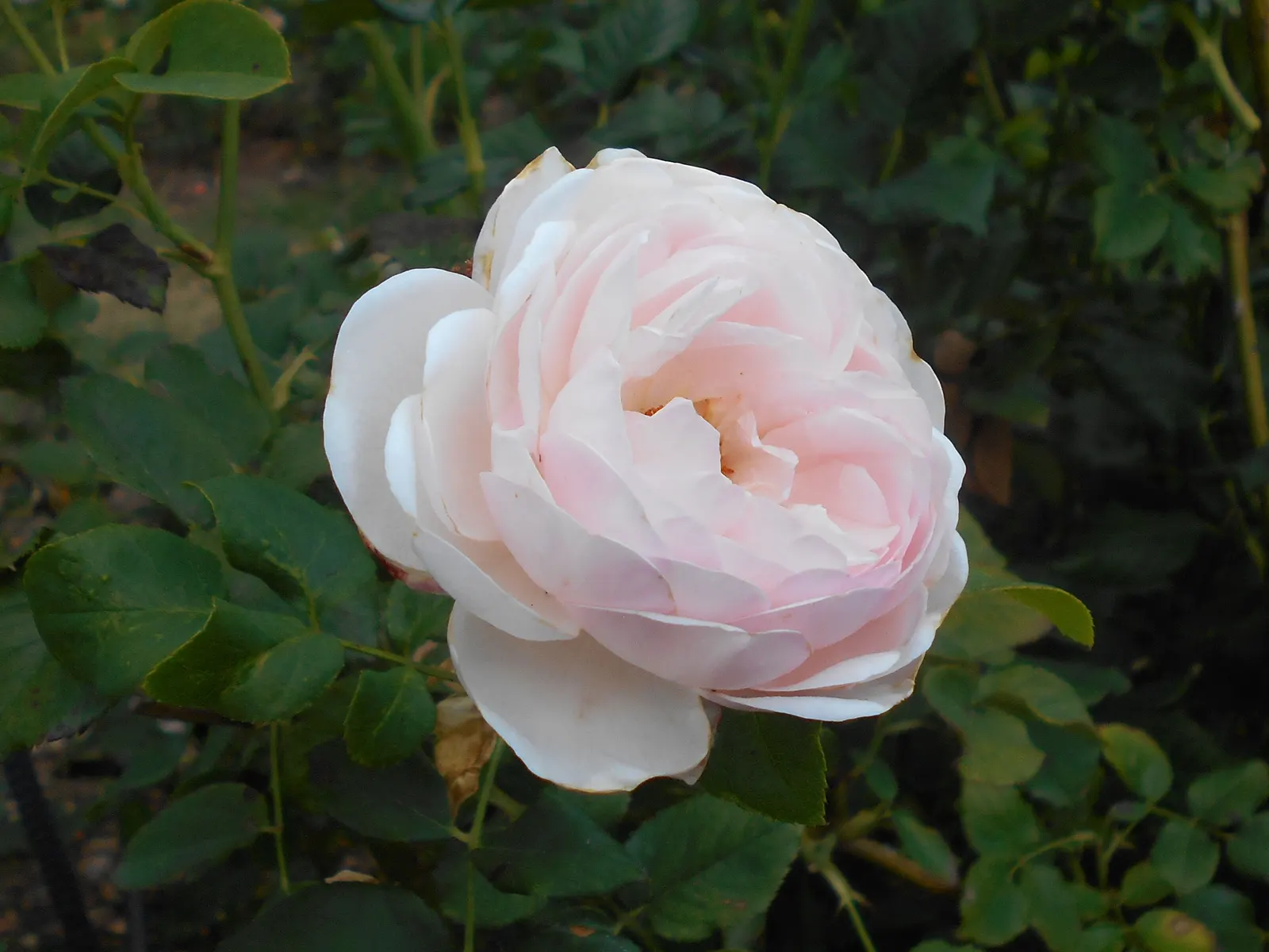 Heritage Rose (Rosa 'Heritage') — making it an ideal choice for accentuating both formal and informal gardens; the Rosa 'Heritage' is a classic English Shrub