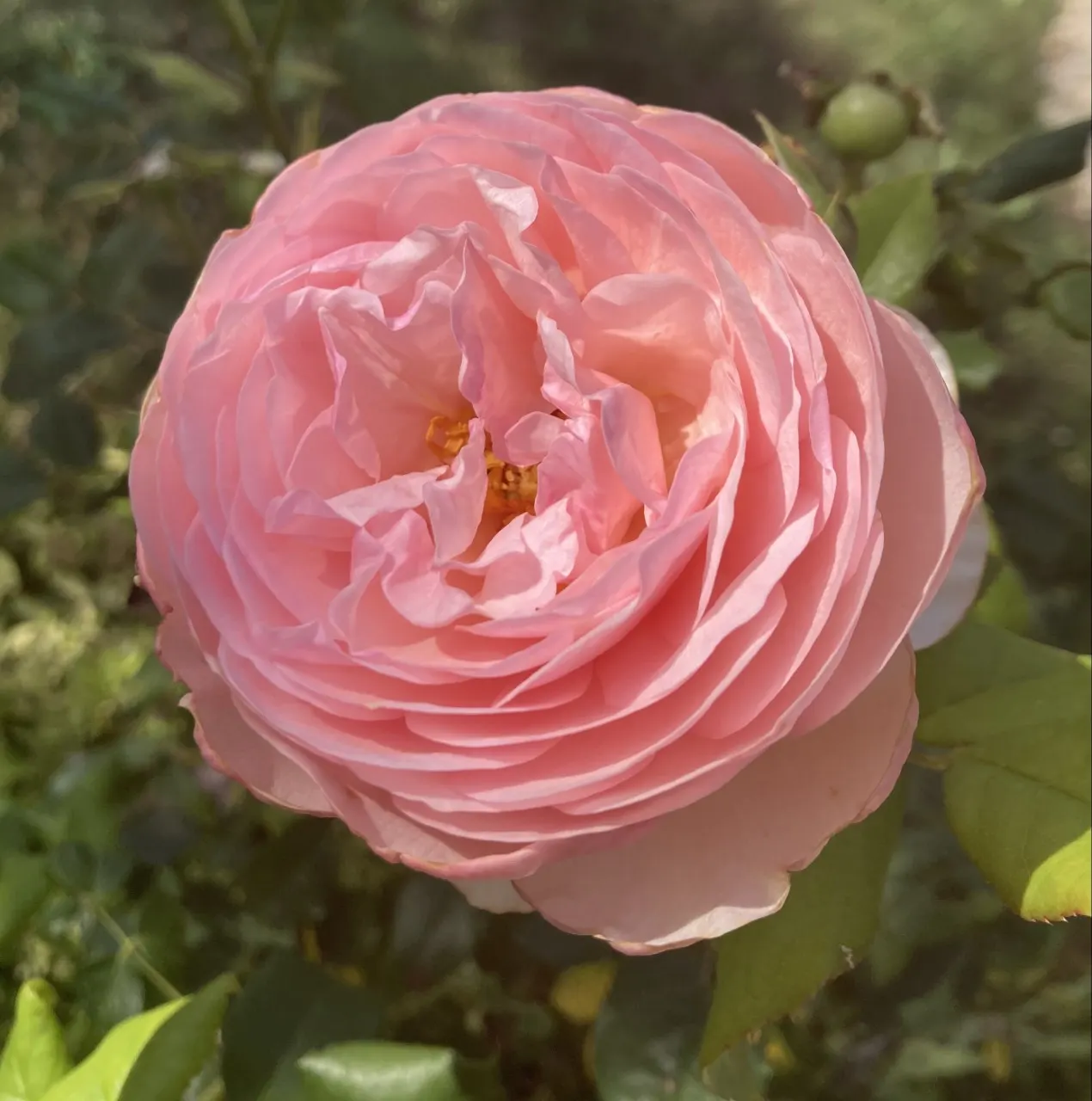 Heritage Rose (Rosa 'Heritage') — especially during the first growing season; rosa 'Heritage' is a revered David Austin English rose