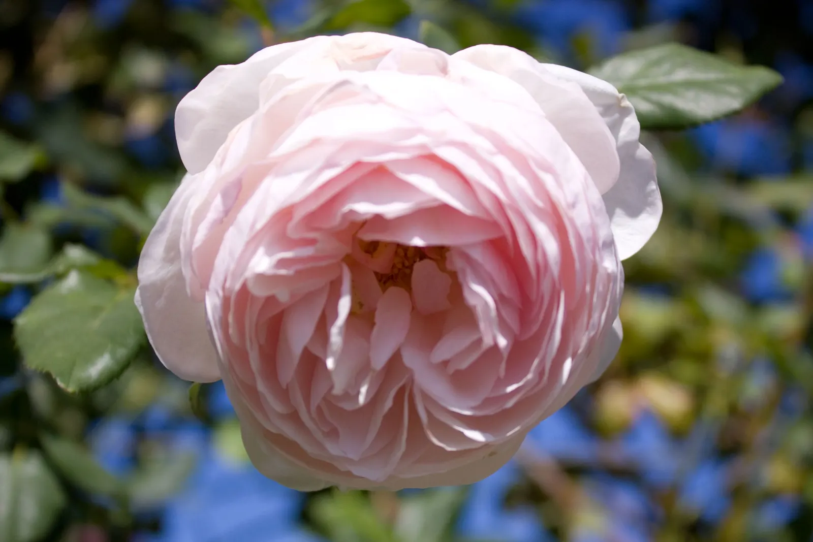 Heritage Rose (Rosa 'Heritage') — shrub with pink blooms; hardy in USDA zones 5 through 9