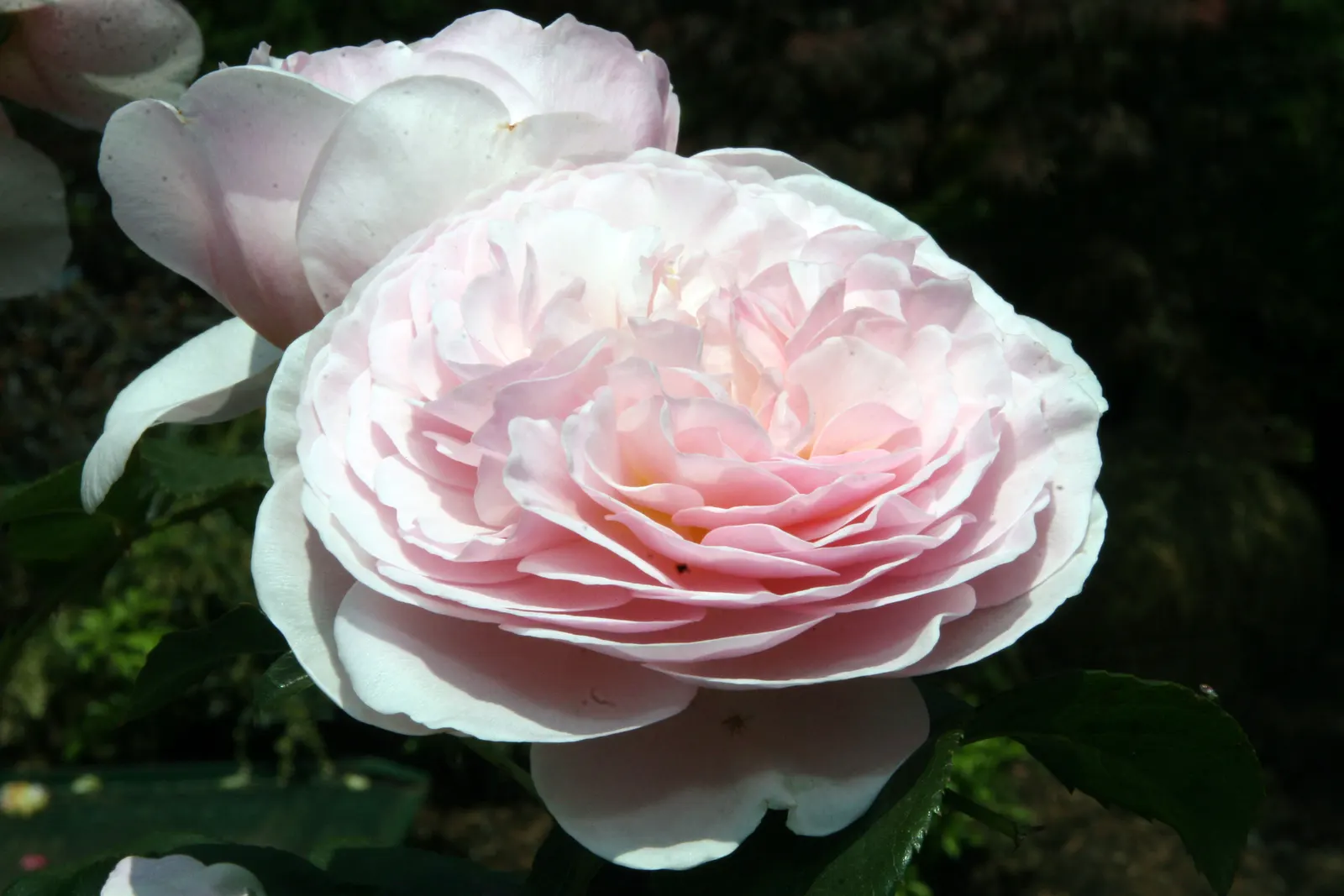Heritage Rose (Rosa 'Heritage') — Hardy in USDA zones 5 through 9; its traditional charm and relatively low maintenance needs make it a stellar addition to