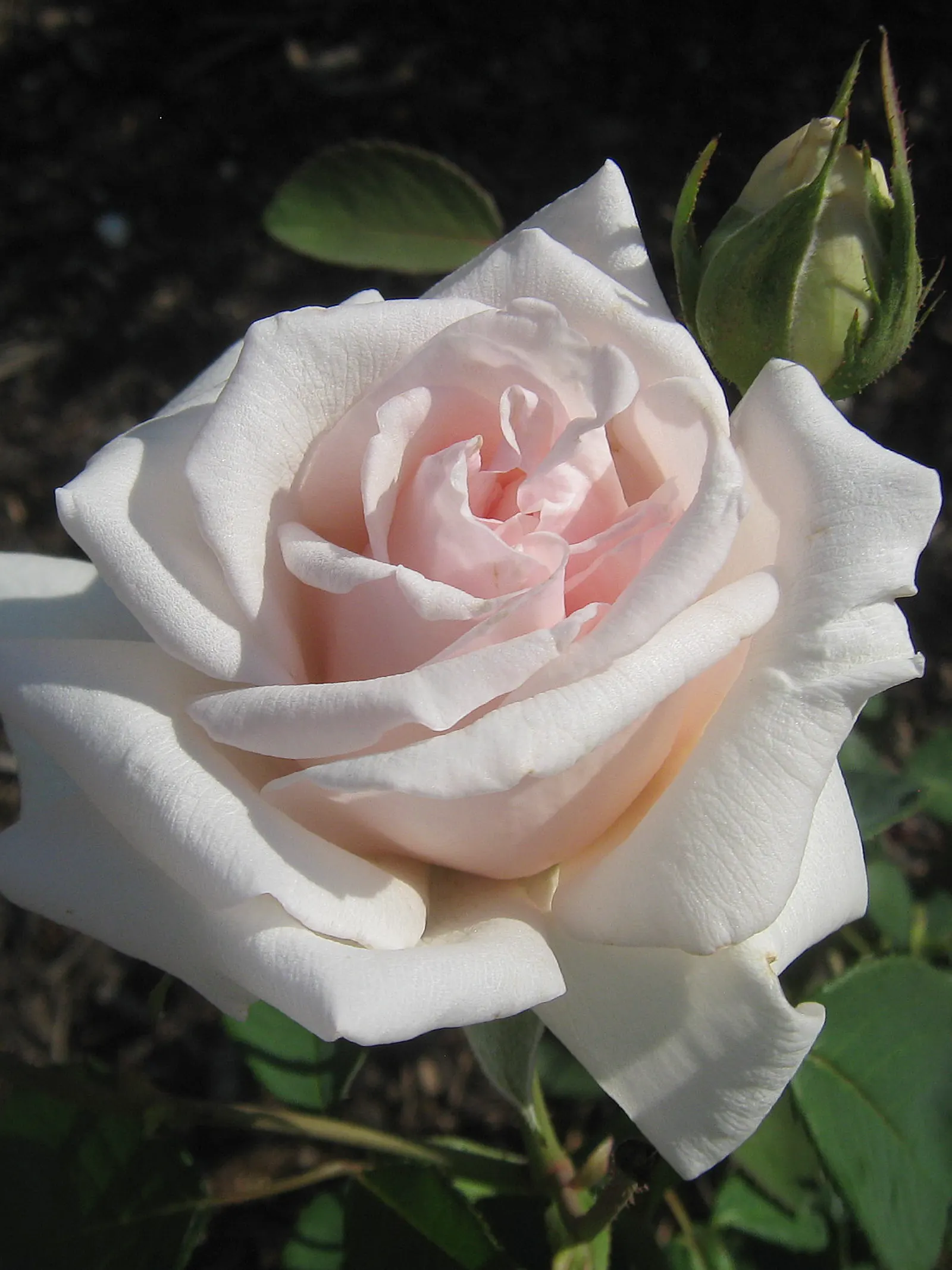 Heritage Rose (Rosa 'Heritage') — making it an ideal choice for accentuating both formal and informal gardens; the Rosa 'Heritage' is a classic, image 54