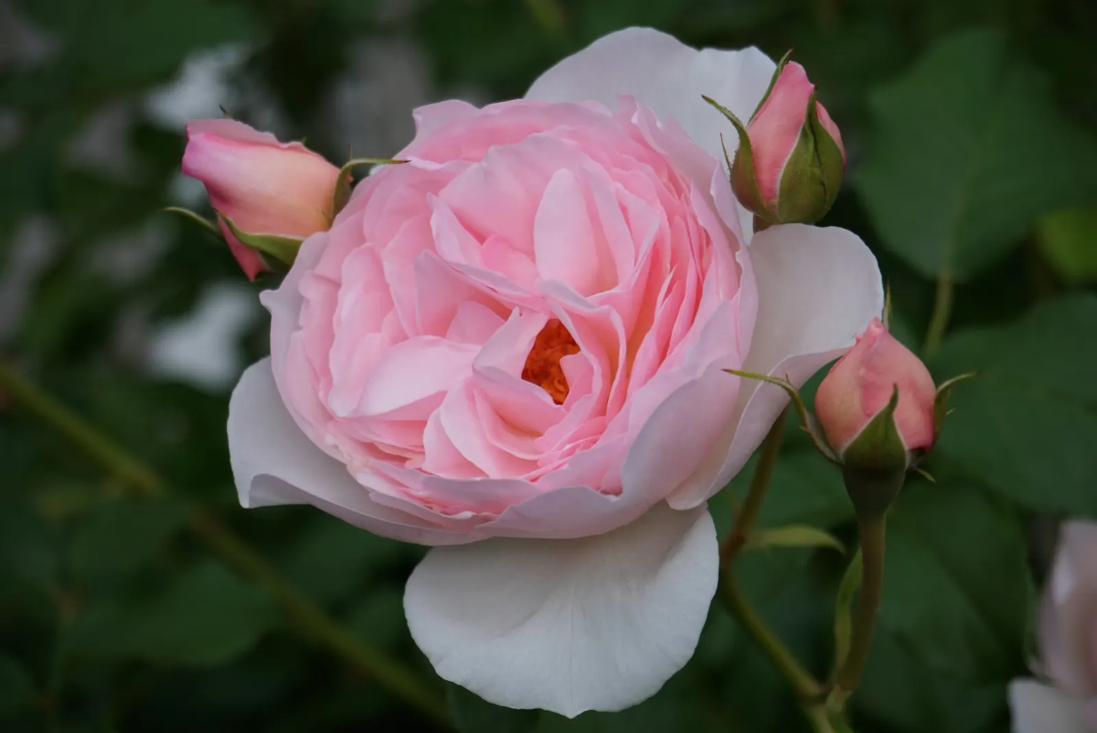 Heritage Rose (Rosa 'Heritage') — it thrives in full sunlight but can tolerate partial shade