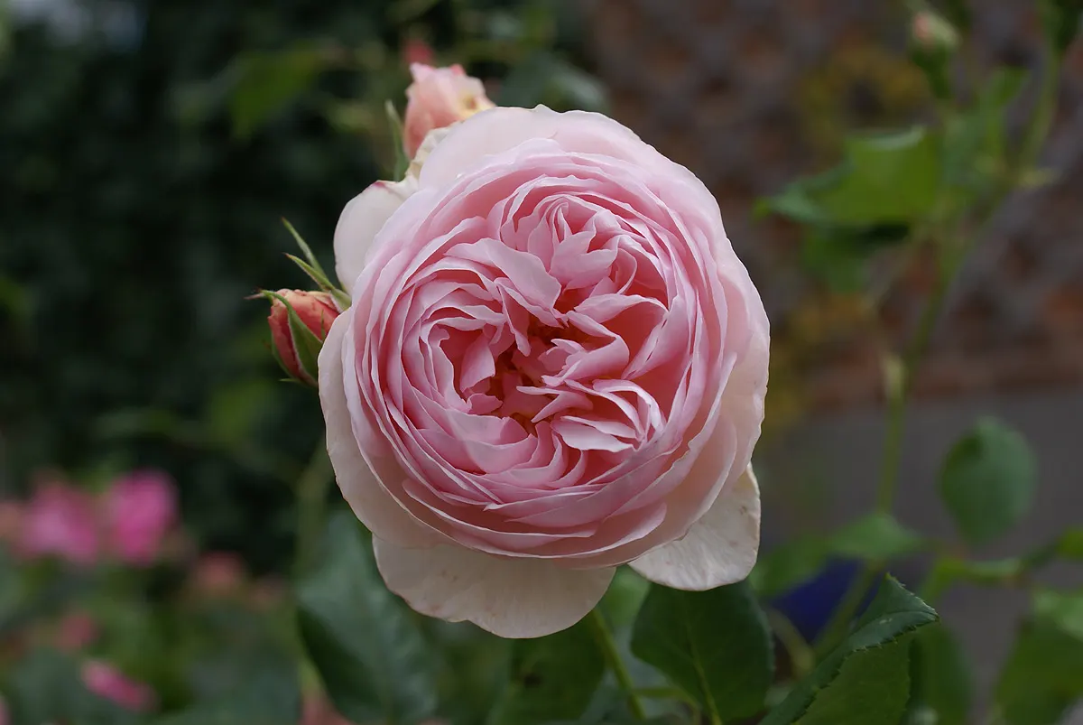 Heritage Rose (Rosa 'Heritage') — Rosa 'Heritage' is a revered David Austin English rose; it prefers full sun to partial shade and well-drained soil