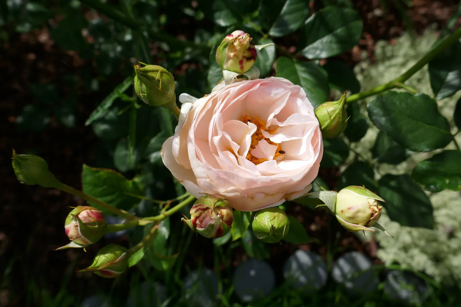 Heritage Rose (Rosa 'Heritage') — the 'Heritage' Rose exudes a delicate almond fragrance with hints of honey and cucumber