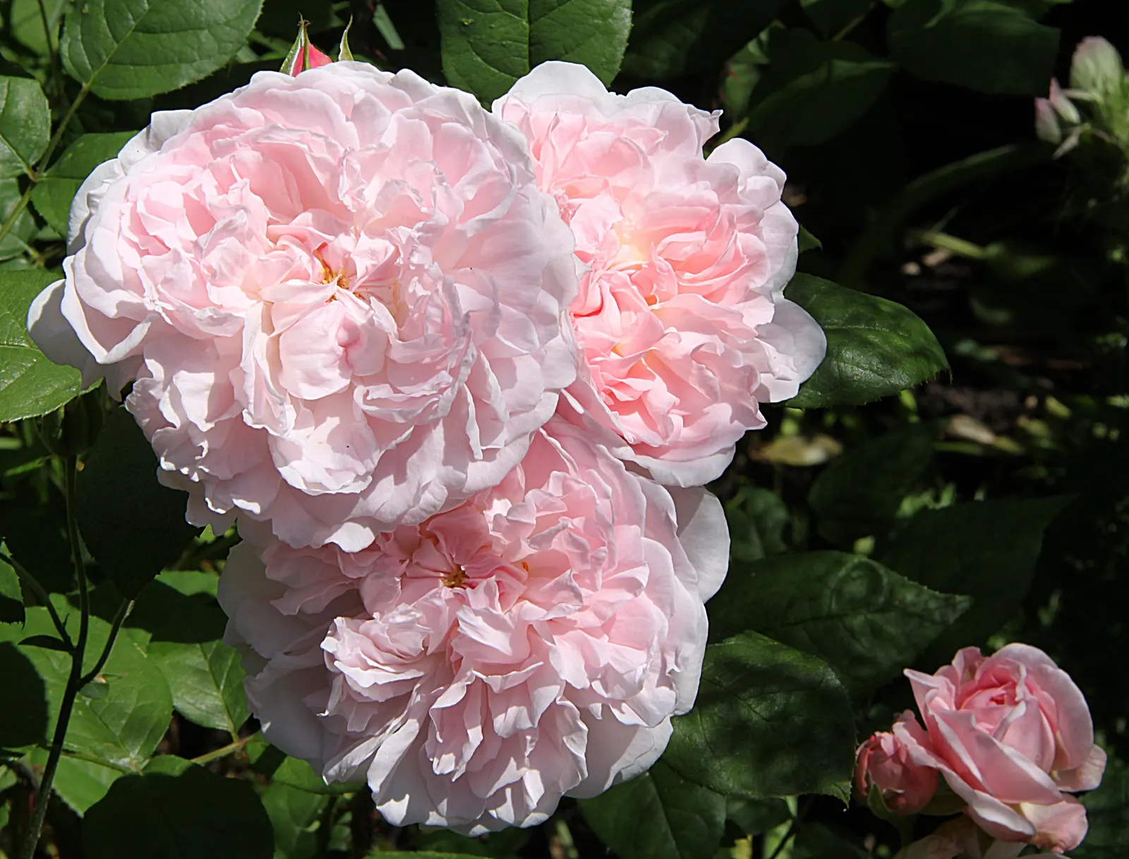 Heritage Rose (Rosa 'Heritage') — shrub for full; or even as a standalone specimen