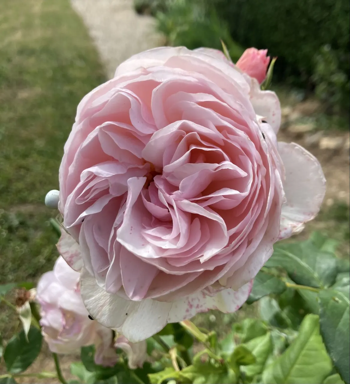Heritage Rose (Rosa 'Heritage') — shrub for full