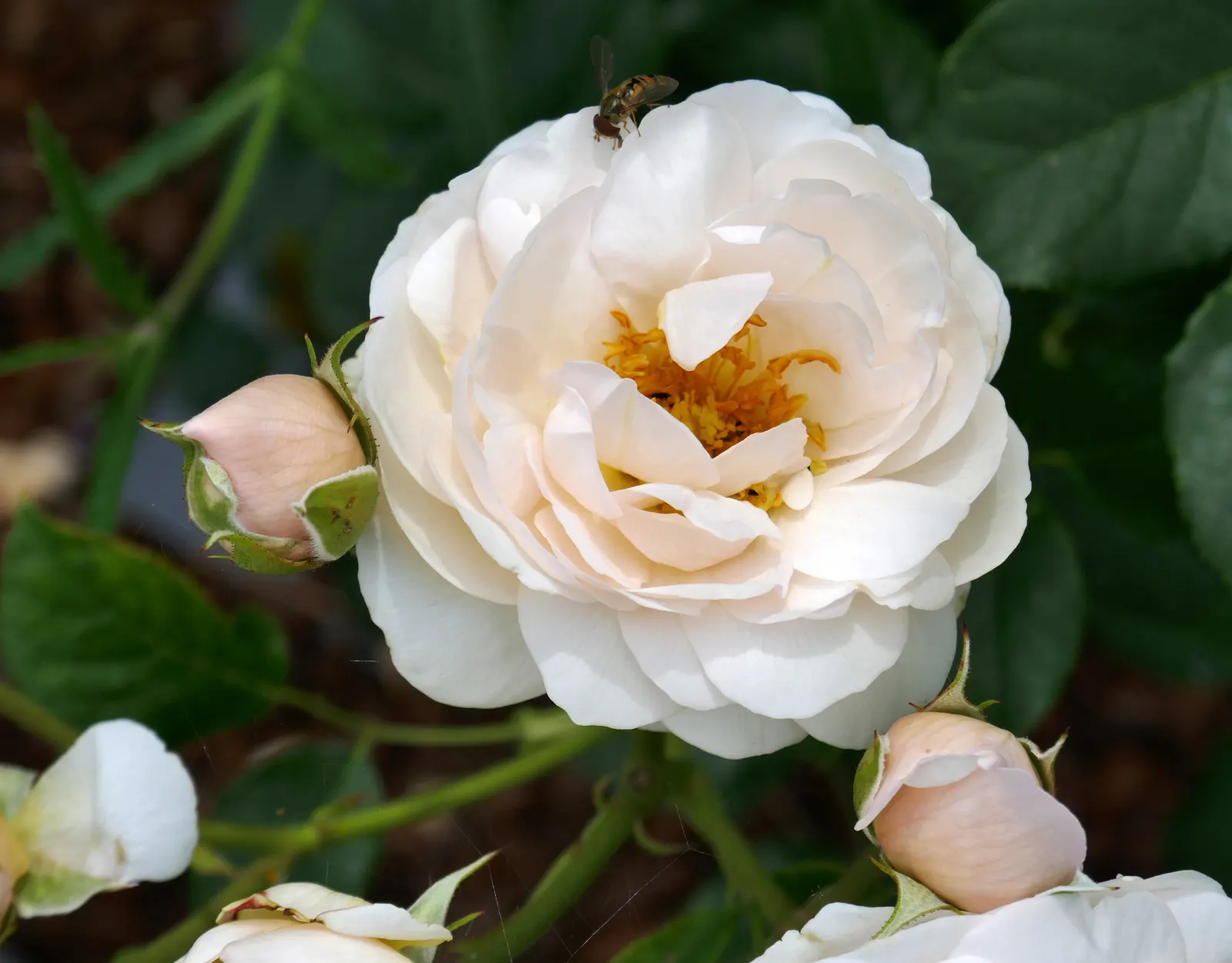 Heritage Rose (Rosa 'Heritage') — It prefers full sun to partial shade and well-drained soil; cupped blooms with a rich, image 50