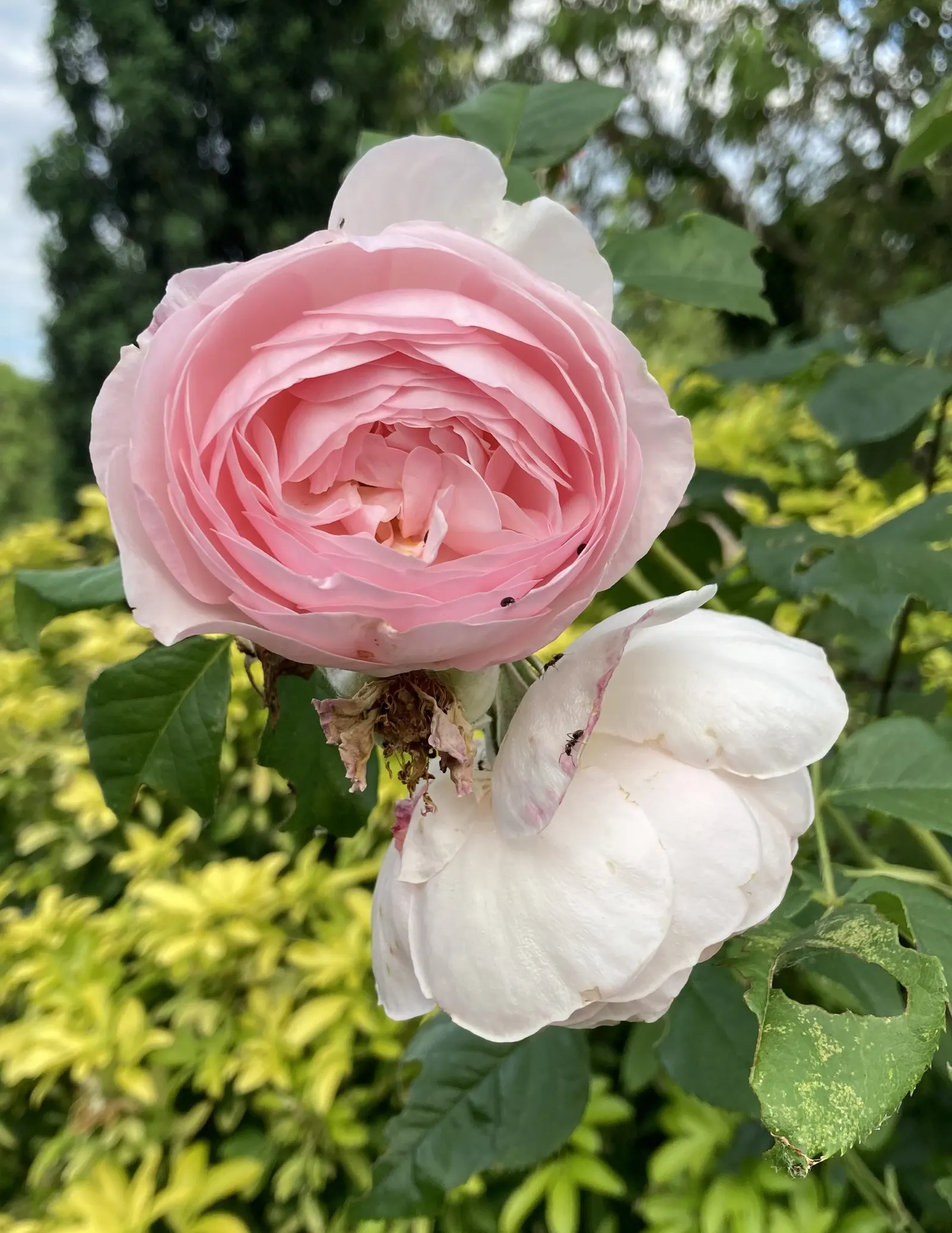 Heritage Rose (Rosa 'Heritage') — Its traditional charm and relatively low maintenance needs make it a stellar addition to borders; especially if deadheaded