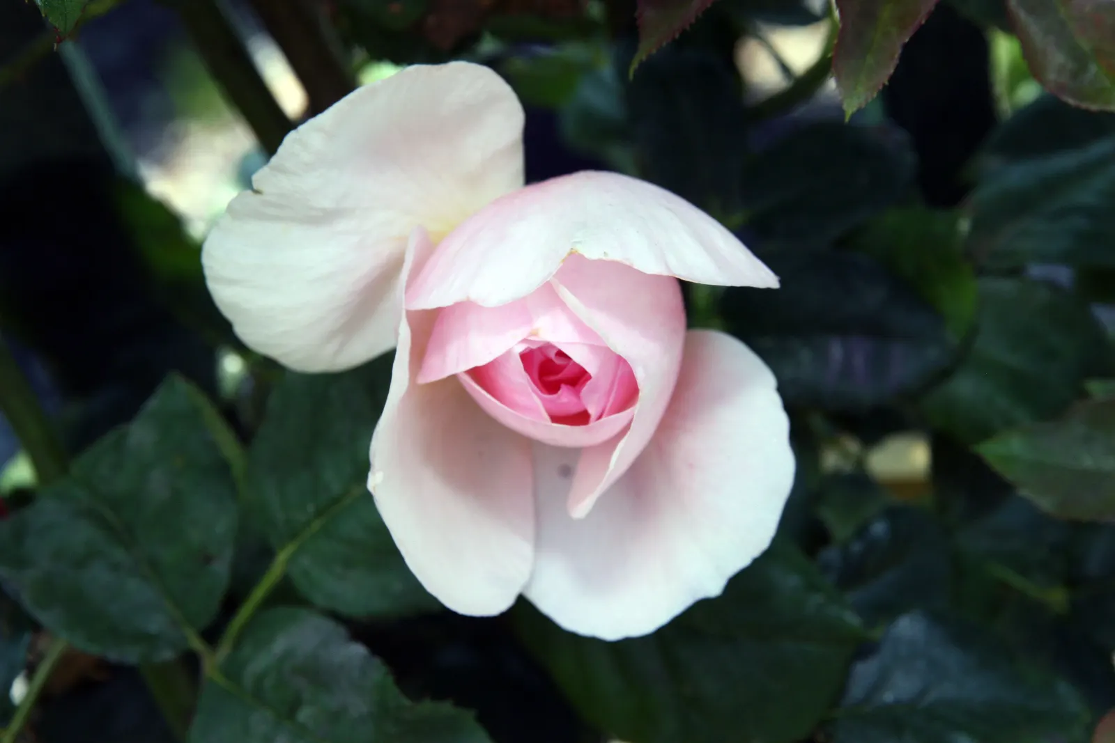 Heritage Rose (Rosa 'Heritage') — Hardy in USDA zones 5 through 9