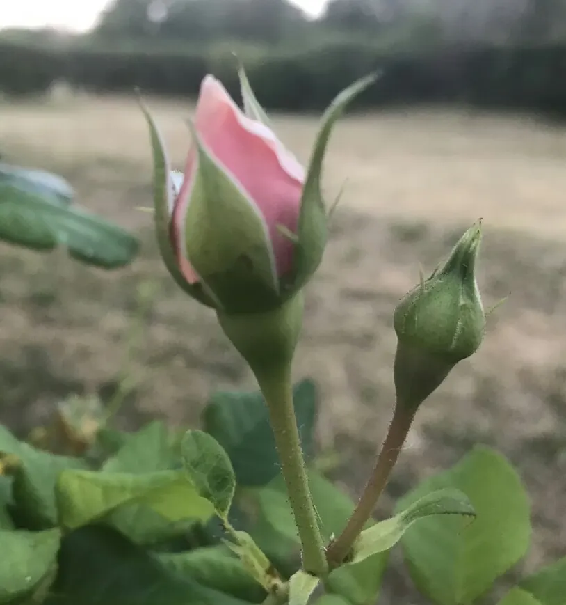 Heritage Rose (Rosa 'Heritage') — cupped blooms with a rich
