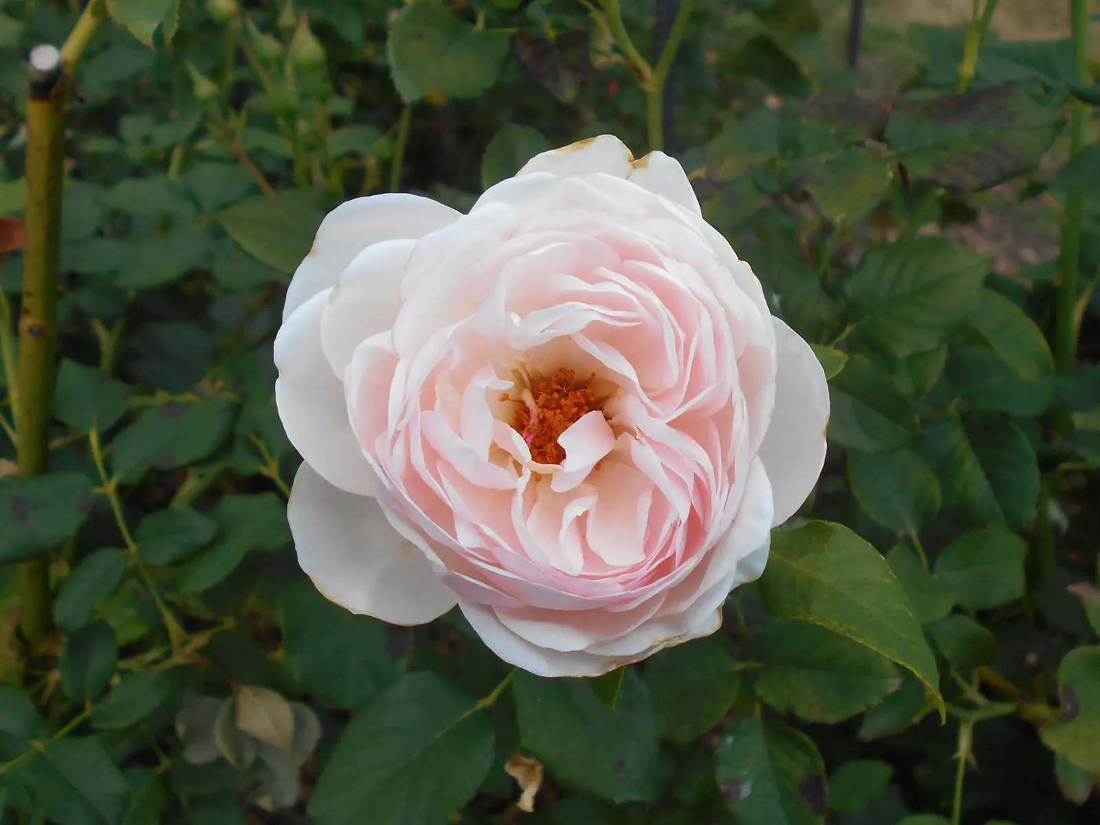 Heritage Rose (Rosa 'Heritage') — cupped blooms with a rich; this deciduous shrub displays a bushy, image 48
