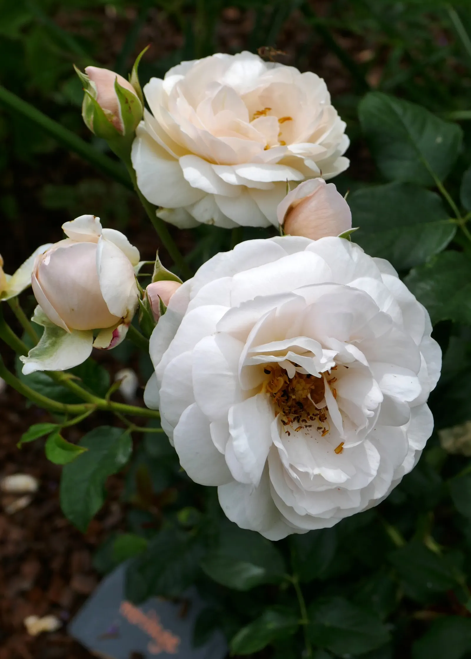 Heritage Rose (Rosa 'Heritage') — it thrives in full sunlight but can tolerate partial shade; this repeat bloomer reaches up to 5 ft in height and 3 ft in