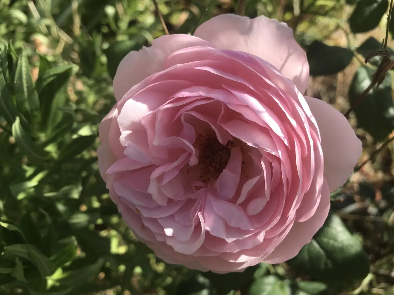 Heritage Rose (Rosa 'Heritage') — The Rosa 'Heritage' is a classic English Shrub Rose that offers an exquisite blend of beauty and hardiness; shrub, image 53