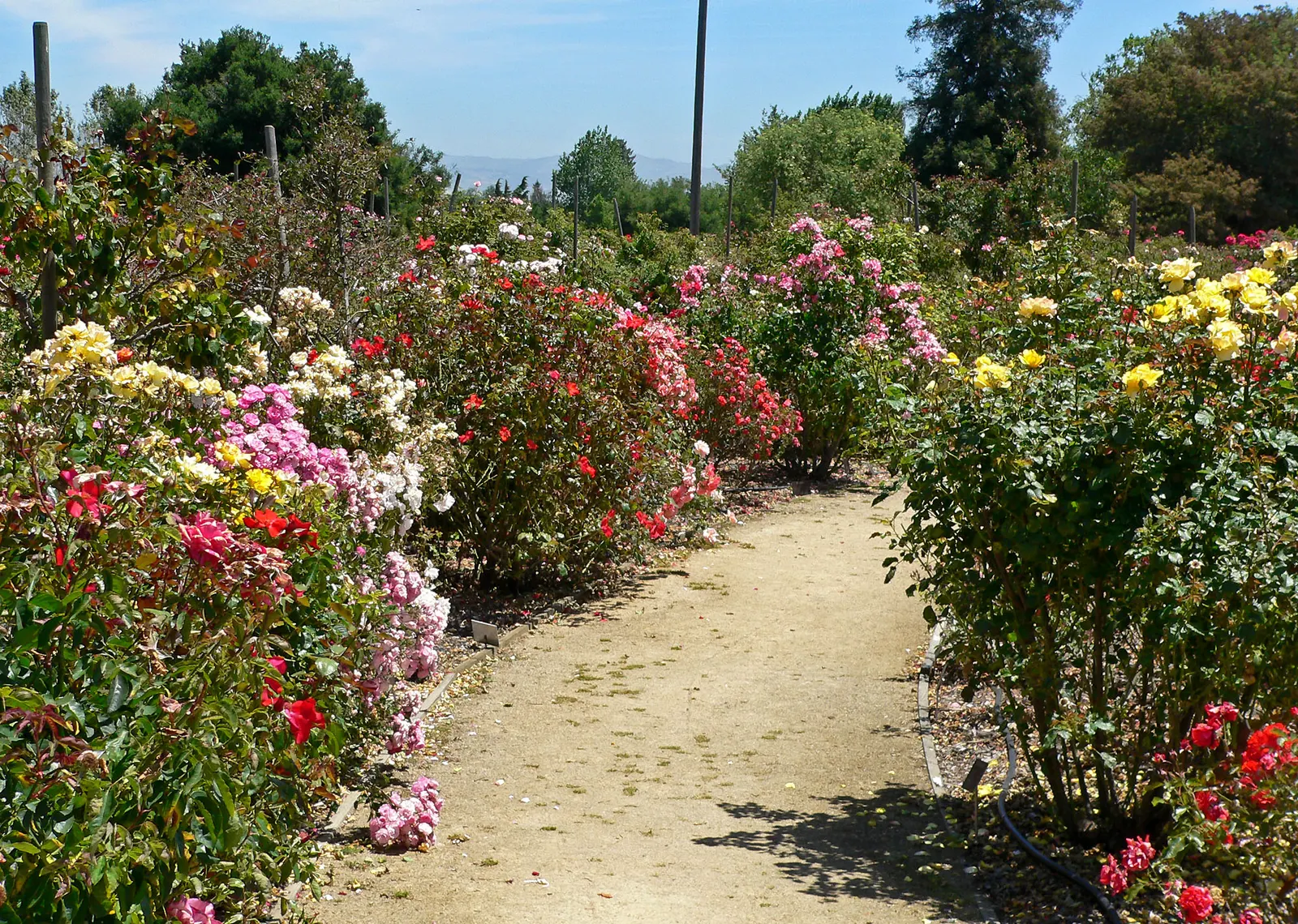 Heritage Rose (Rosa 'Heritage') — shrub with pink blooms