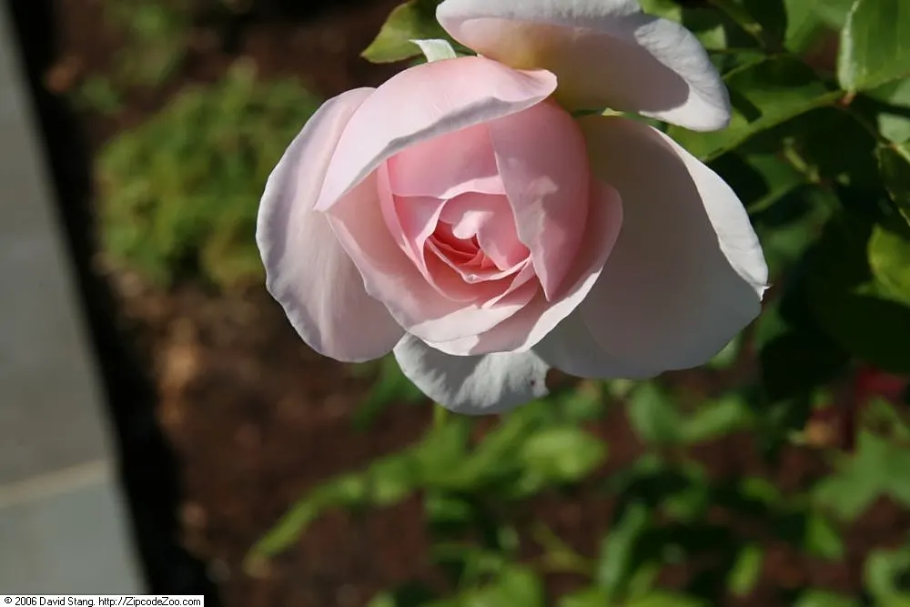 Heritage Rose (Rosa 'Heritage') — Its traditional charm and relatively low maintenance needs make it a stellar addition to borders