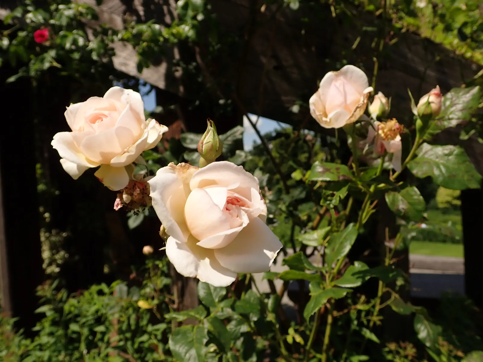 Heritage Rose (Rosa 'Heritage') — This repeat bloomer reaches up to 5 ft in height and 3 ft in width, thriving in USDA zones 5-11; the Rosa, image 49