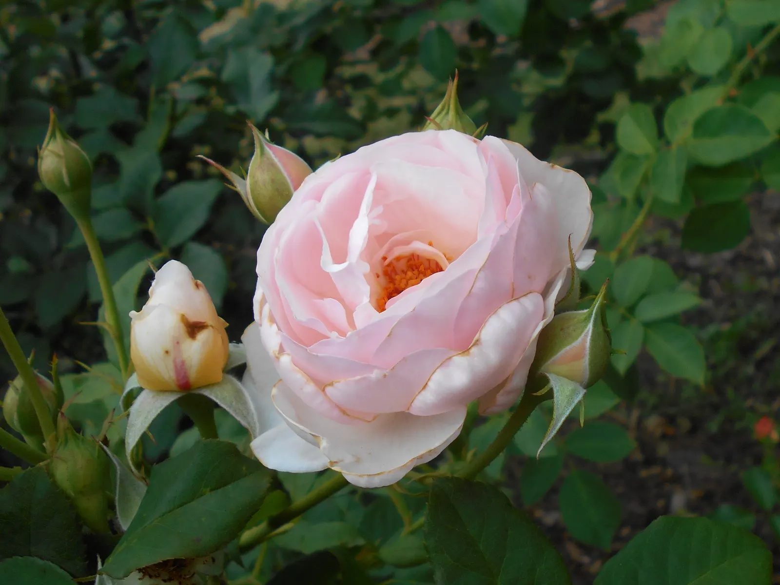 Heritage Rose (Rosa 'Heritage') — The Rosa 'Heritage' is a classic English Shrub Rose that offers an exquisite blend of beauty and hardiness