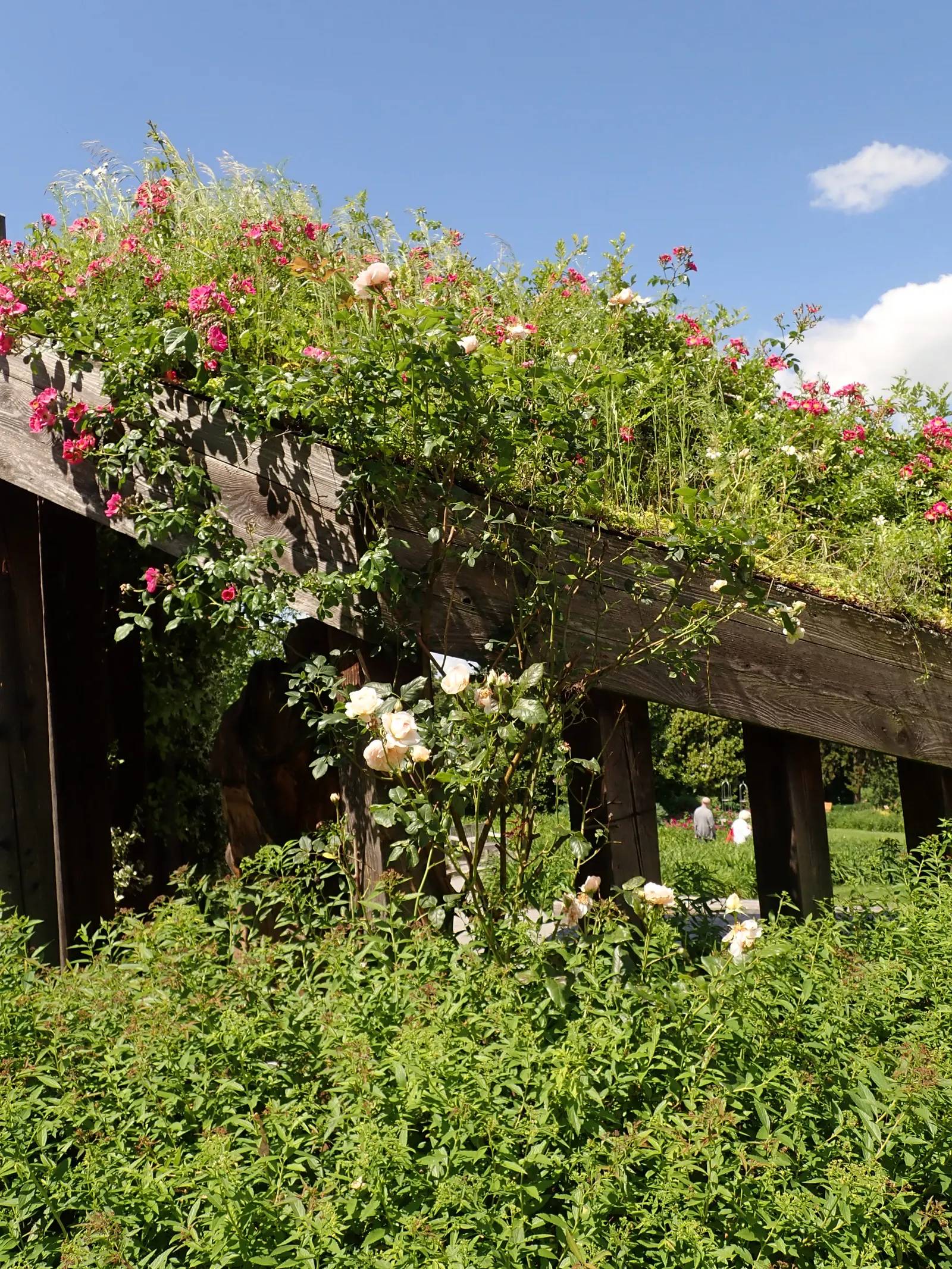 Heritage Rose (Rosa 'Heritage') — especially if deadheaded regularly to encourage new blooms; the 'Heritage' Rose exudes a delicate almond fragrance with hints
