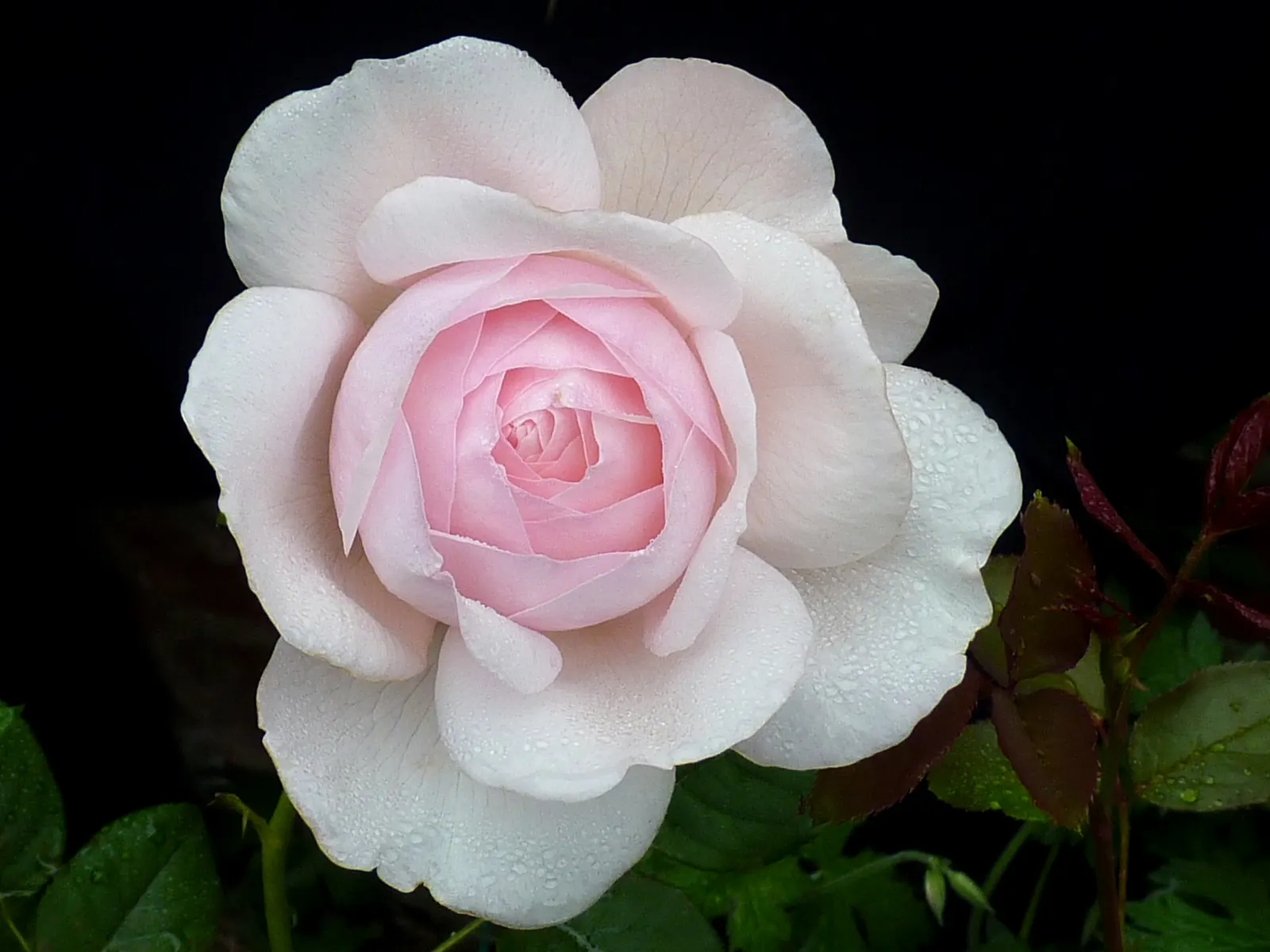 Heritage Rose (Rosa 'Heritage') — the 'Heritage' Rose exudes a delicate almond fragrance with hints of honey and cucumber; pink flowers in the garden