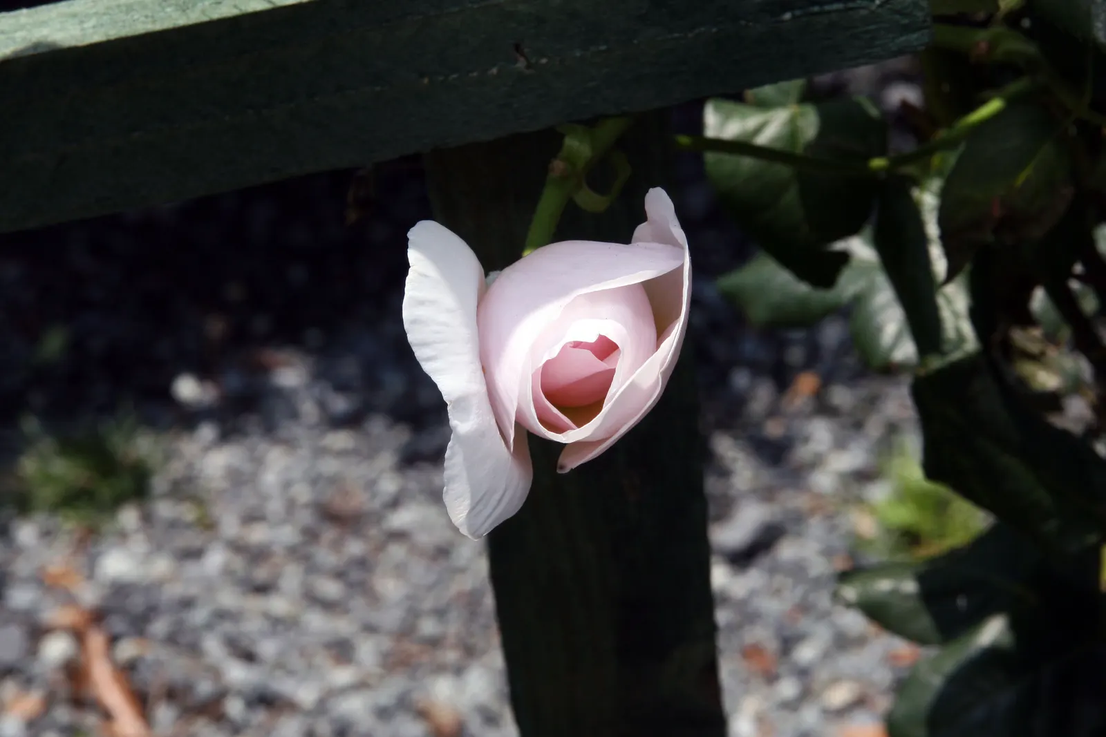 Heritage Rose (Rosa 'Heritage') — It prefers full sun to partial shade and well-drained soil