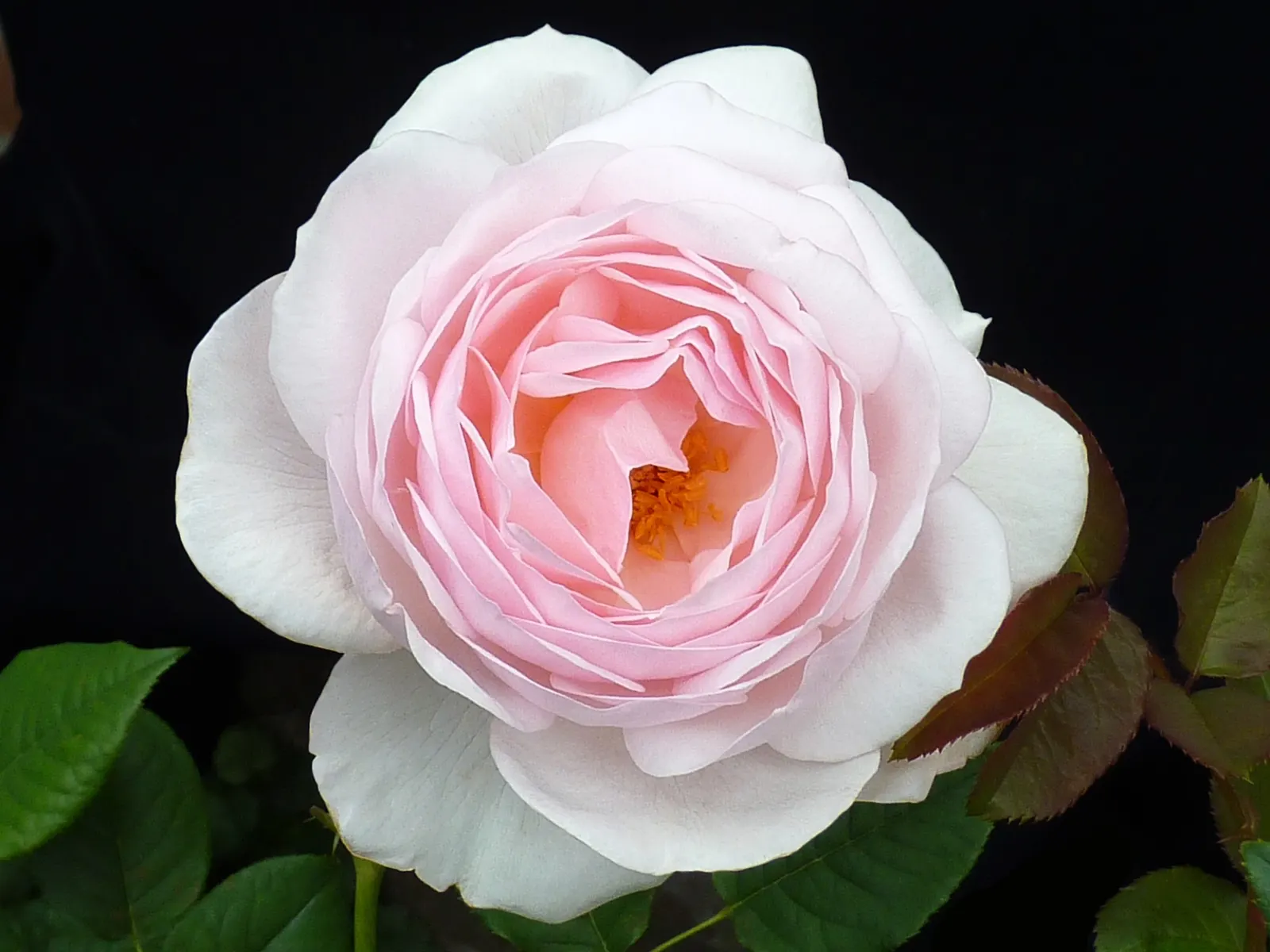 Heritage Rose (Rosa 'Heritage') — this deciduous shrub displays a bushy