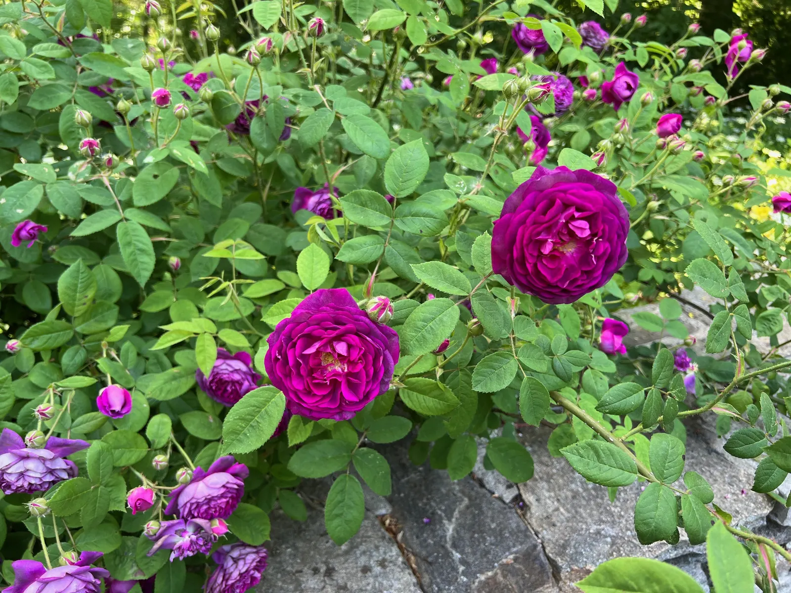 Heritage Rose (Rosa 'Heritage') — the Rosa 'Heritage' makes garden care more manageable for your client; making it an ideal choice for accentuating both formal