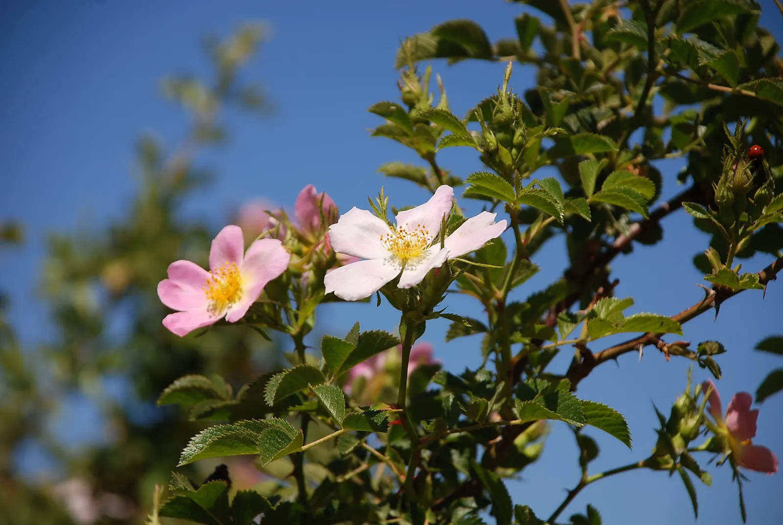 Heritage Rose (Rosa 'Heritage') — pink flowers in the garden; its elegant form and disease resistance make it a timeless choice for traditional and cottage