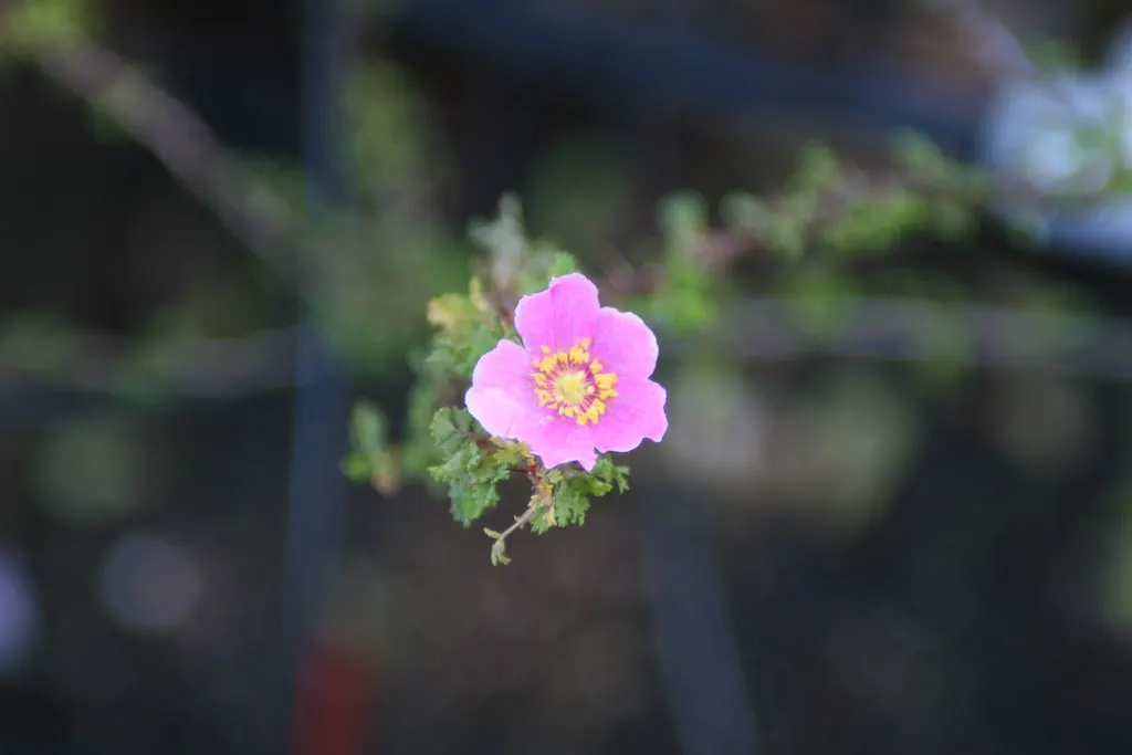 Heritage Rose (Rosa 'Heritage') — shell-pink petals which blossom into cup-shaped flowers; it thrives in full sunlight but can tolerate partial shade