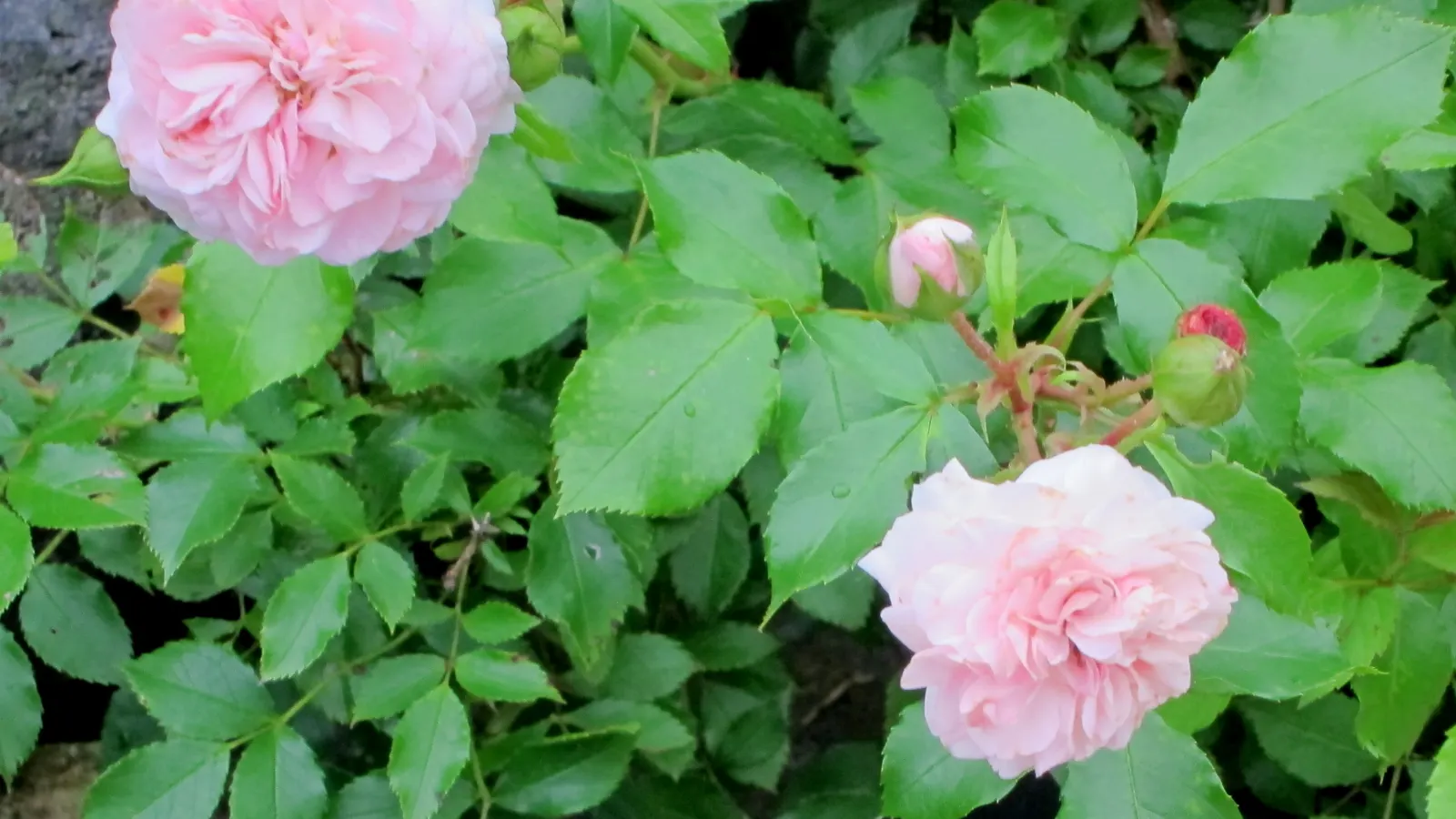 Heritage Rose (Rosa 'Heritage') — blue-green foliage that offers a vivid backdrop to its romantic blooms