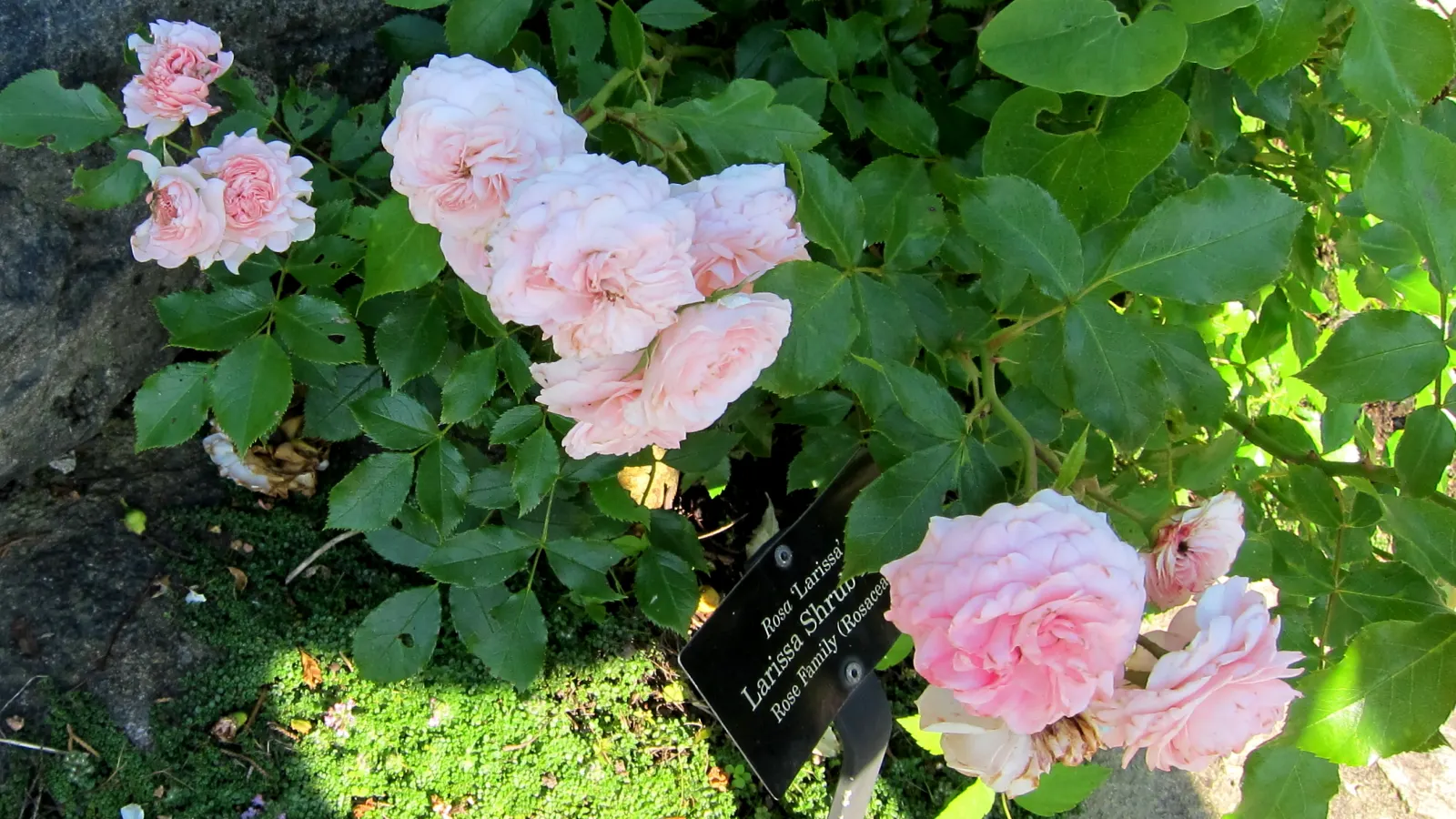 Heritage Rose (Rosa 'Heritage') — especially during the first growing season
