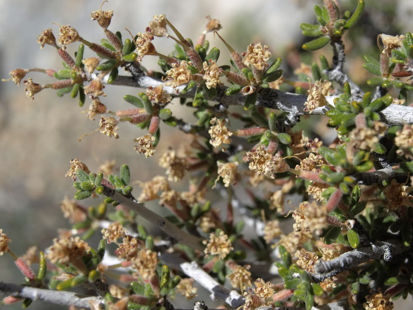 Mountain Mahogany (Cercocarpus Betuloides) — shrub / tree with yellow blooms