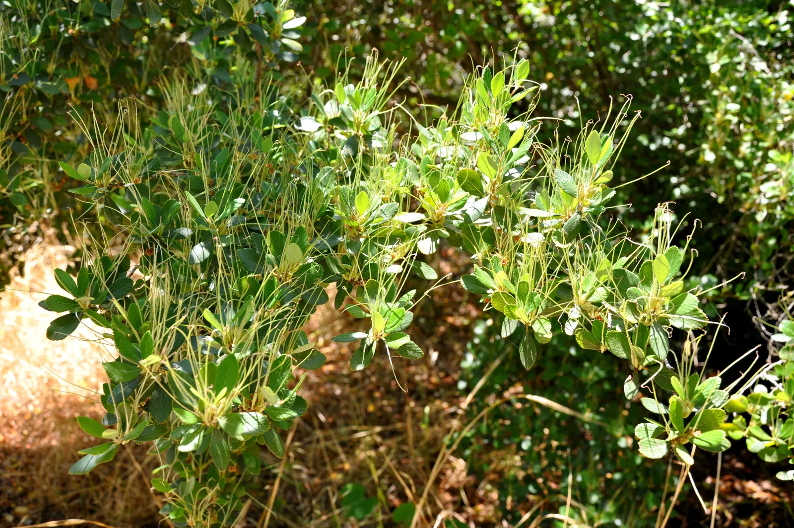 Mountain Mahogany (Cercocarpus Betuloides) — It thrives in USDA Zone 7 to 10 and flourishes in full sun to partial shade exposures